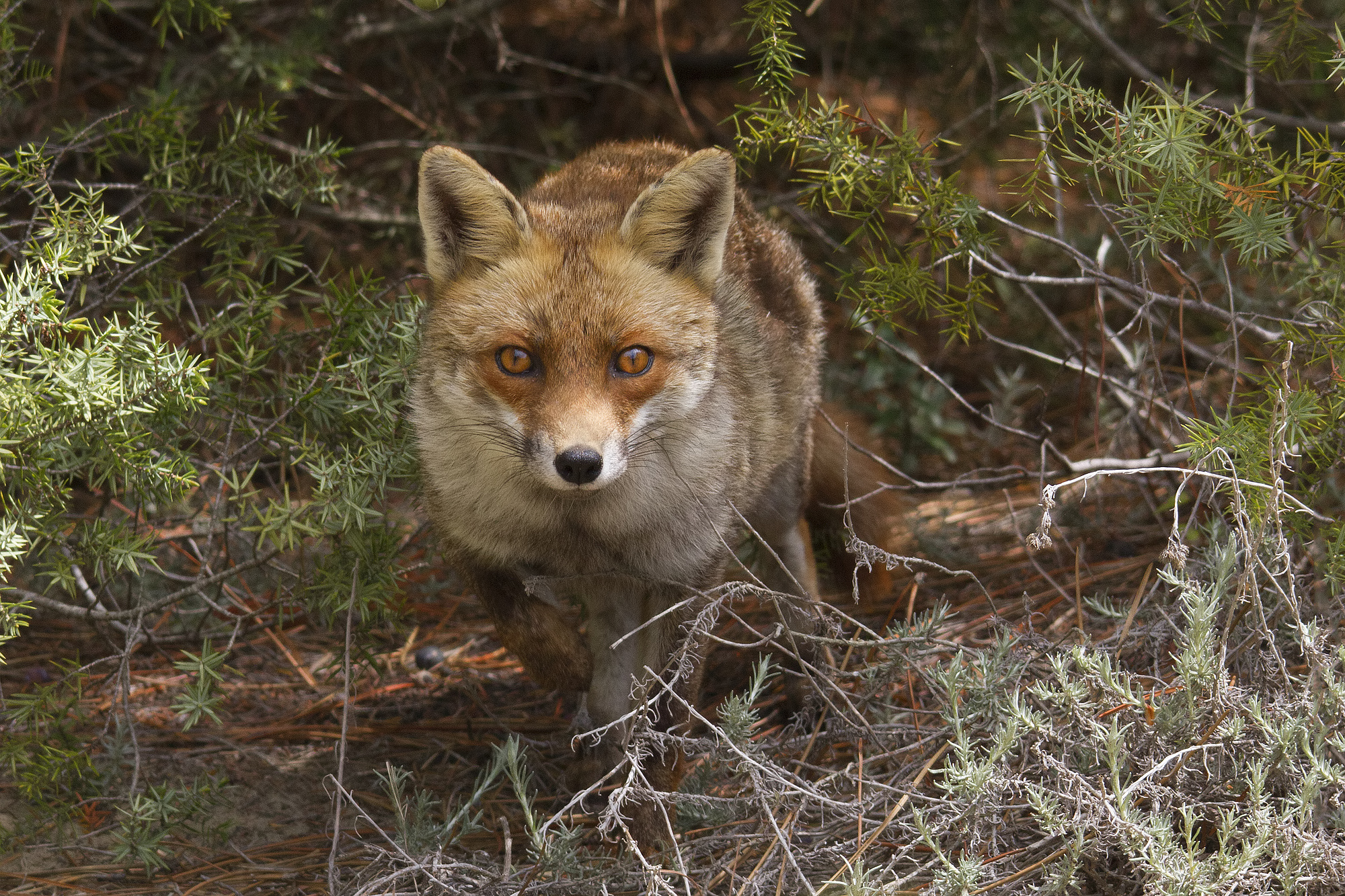 one of the first shots with my new EOS 7D