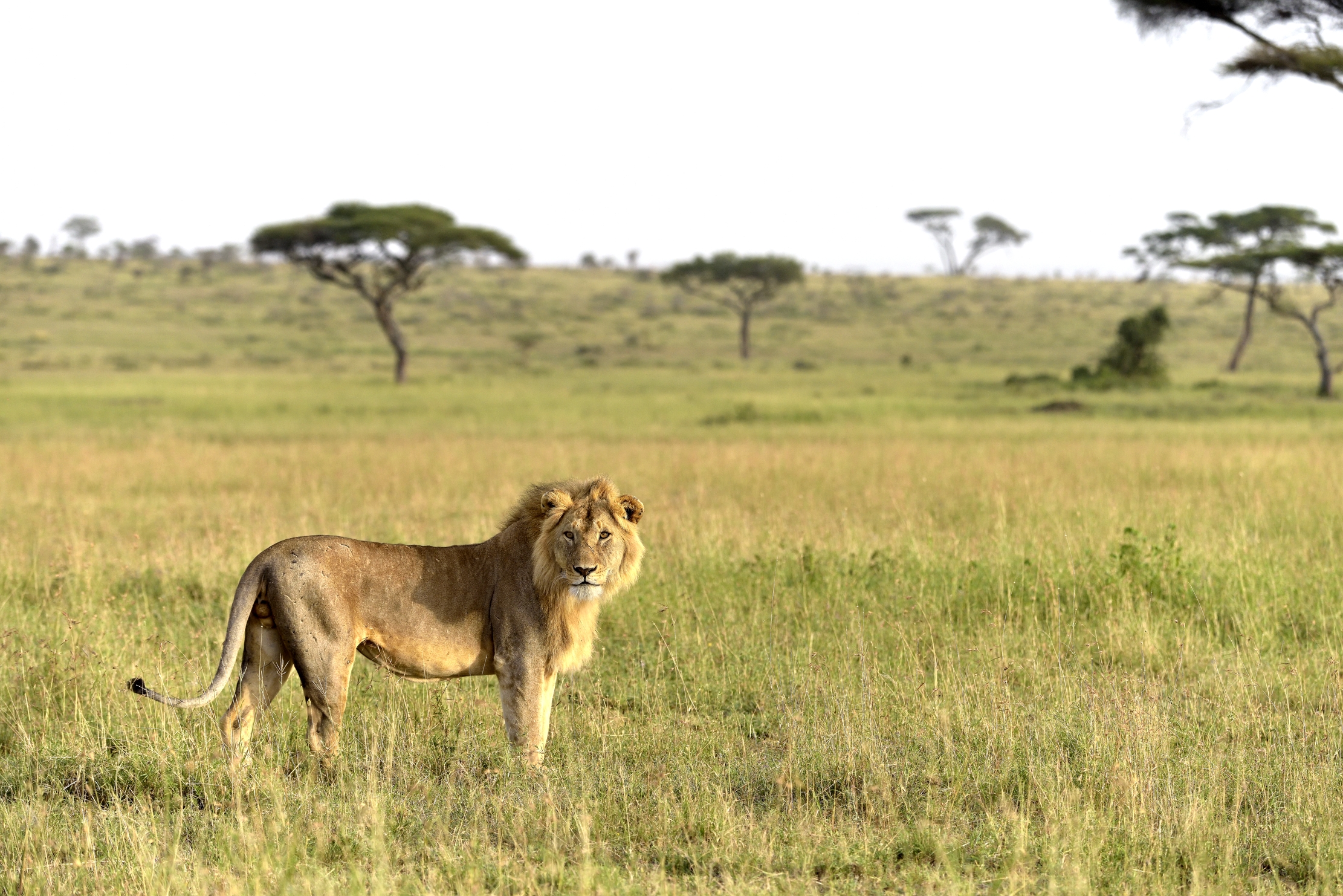 Tanzania 2015 - Nel Serengeti