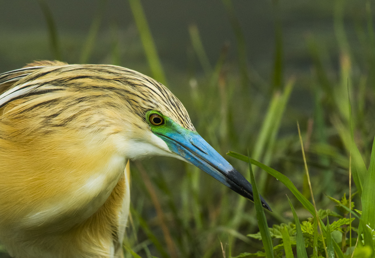 Primo piano sgarza ciuffetto