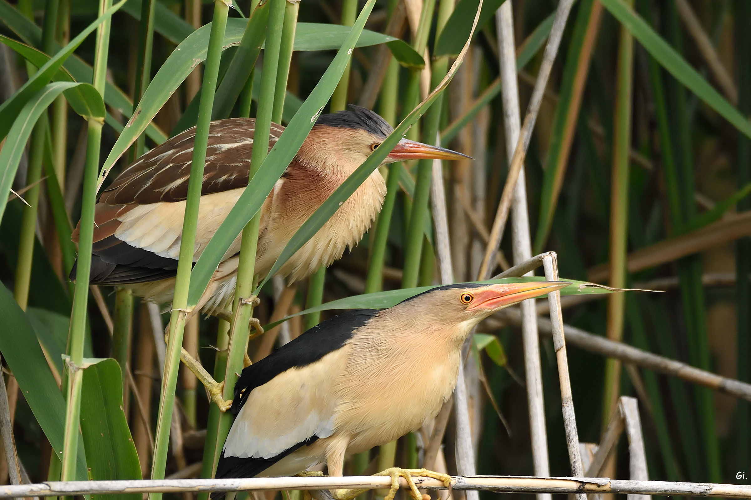 Couple ... almost hidden.