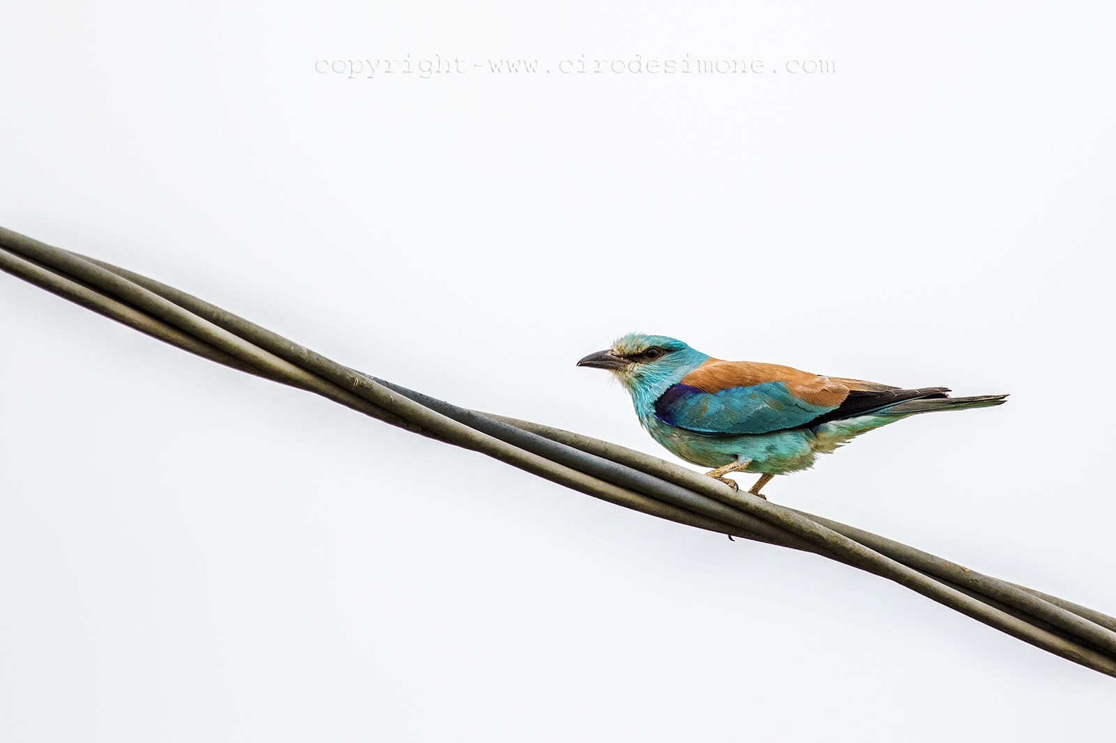 Ghiandaia marina ,primo incontro 2015