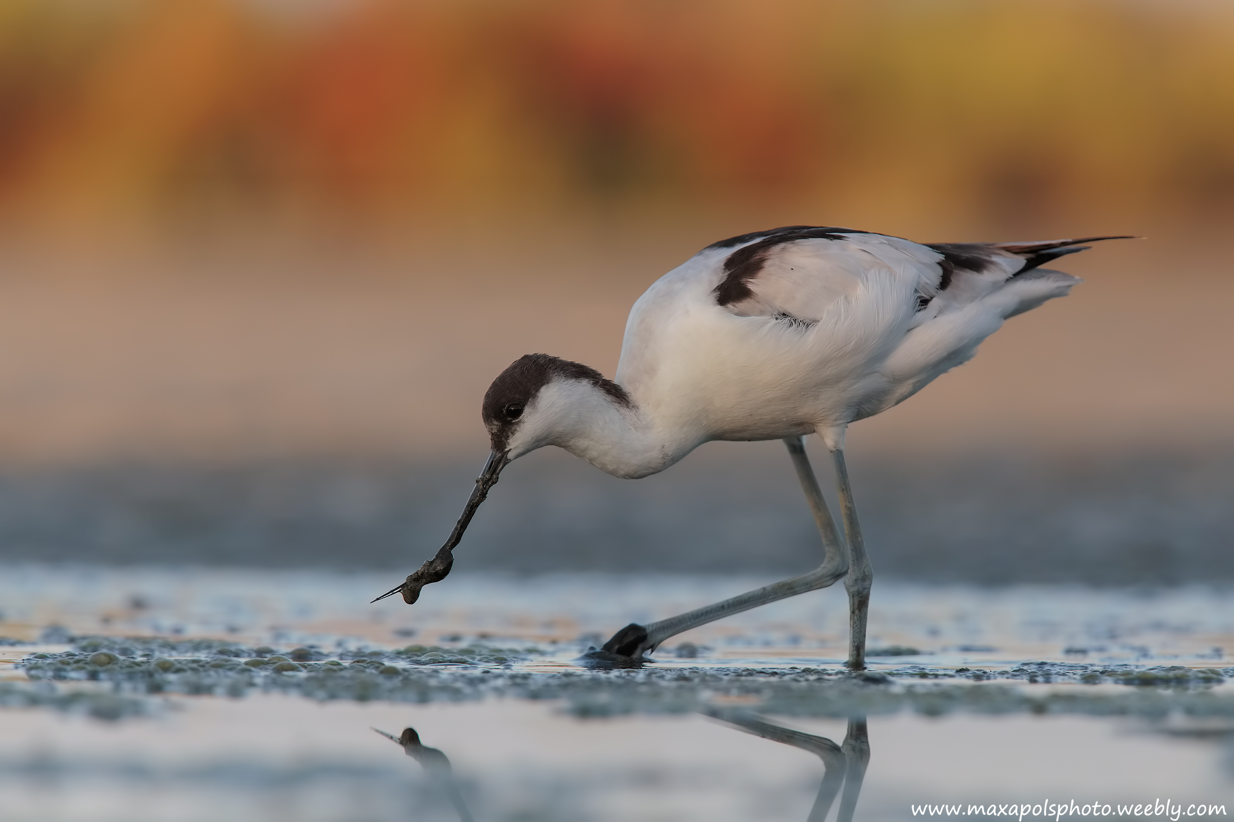 avocet dawn ...