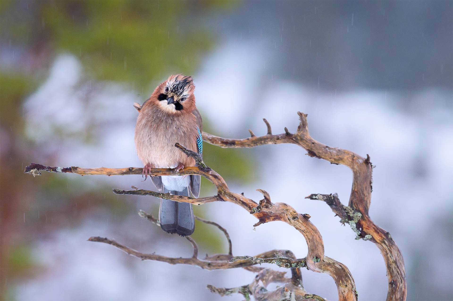 Jay in the Snow