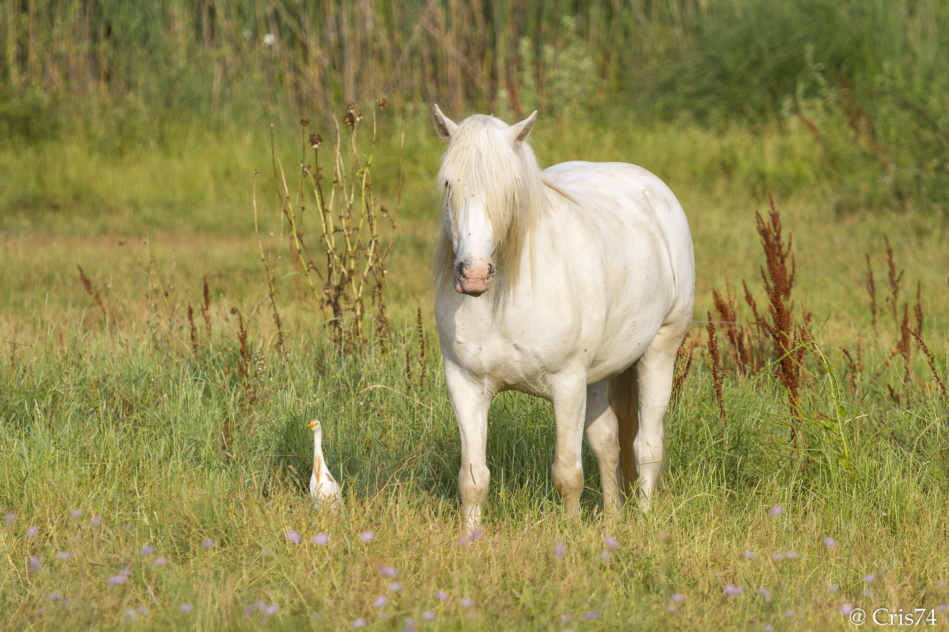 Cavalli della Camargue