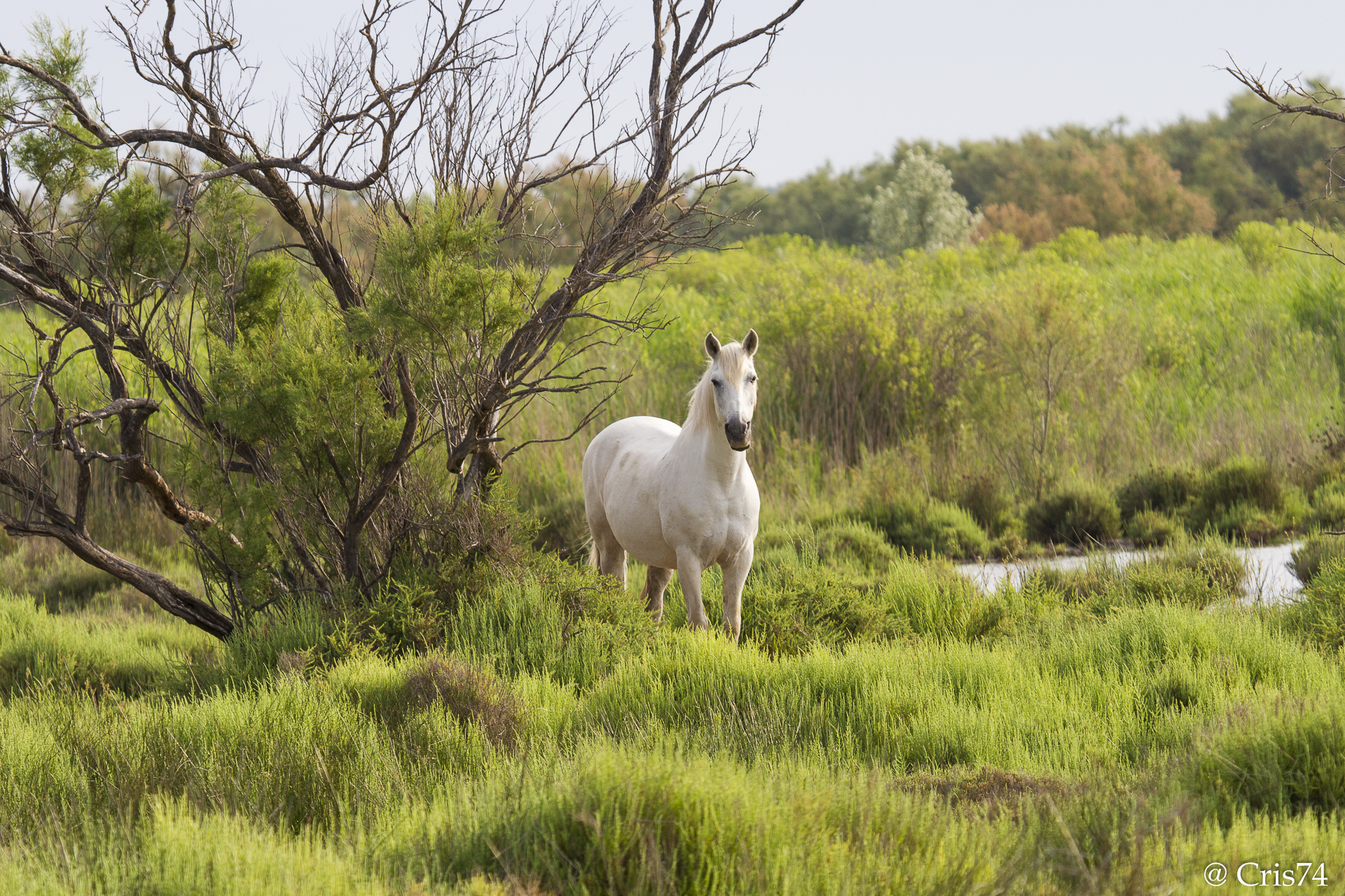 cavallo della Camargue
