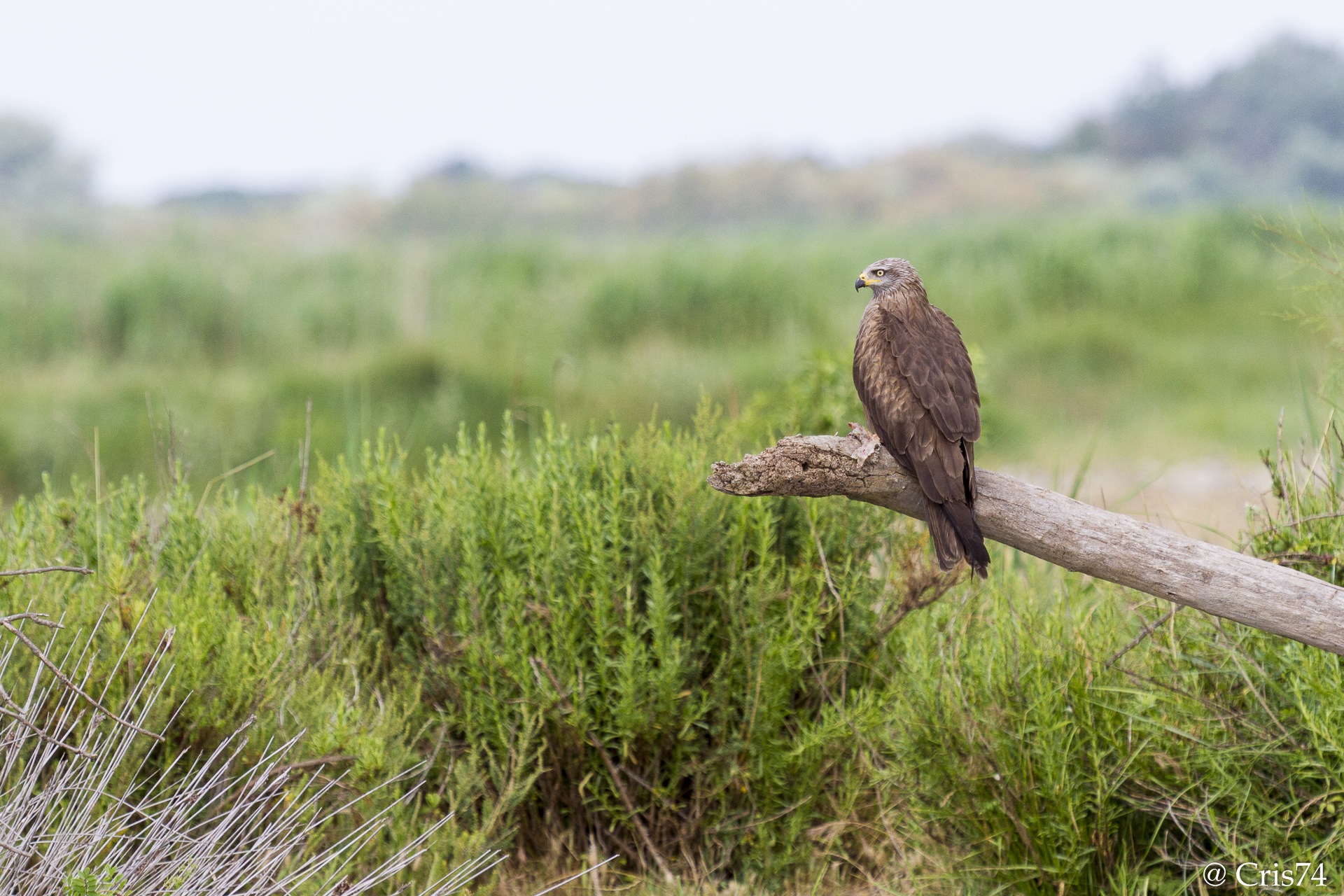 Falco della Camargue