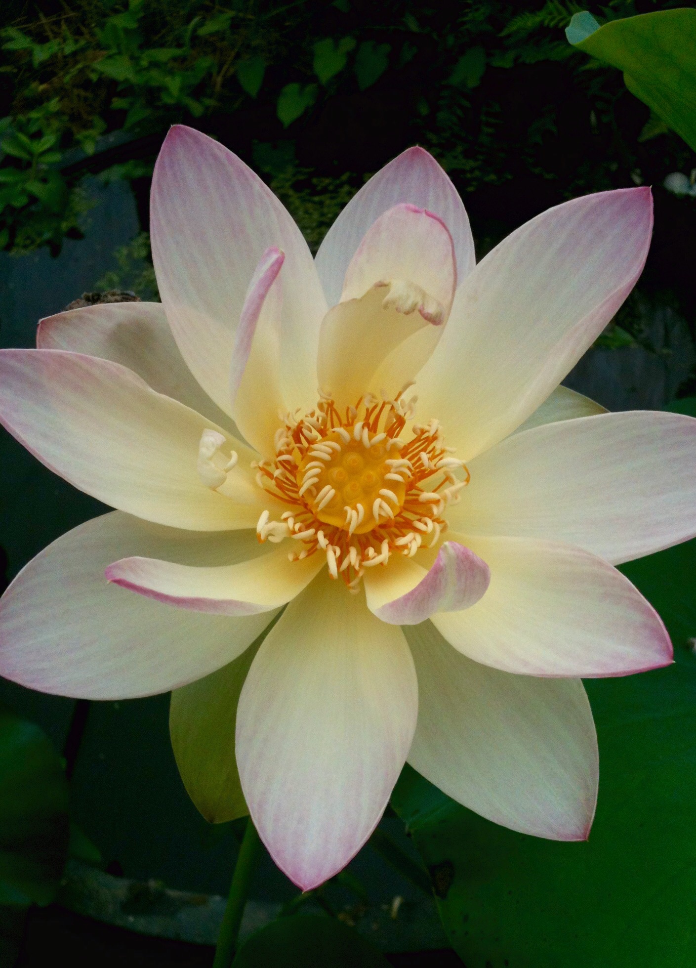 Fior di loto - Pink and Yellow