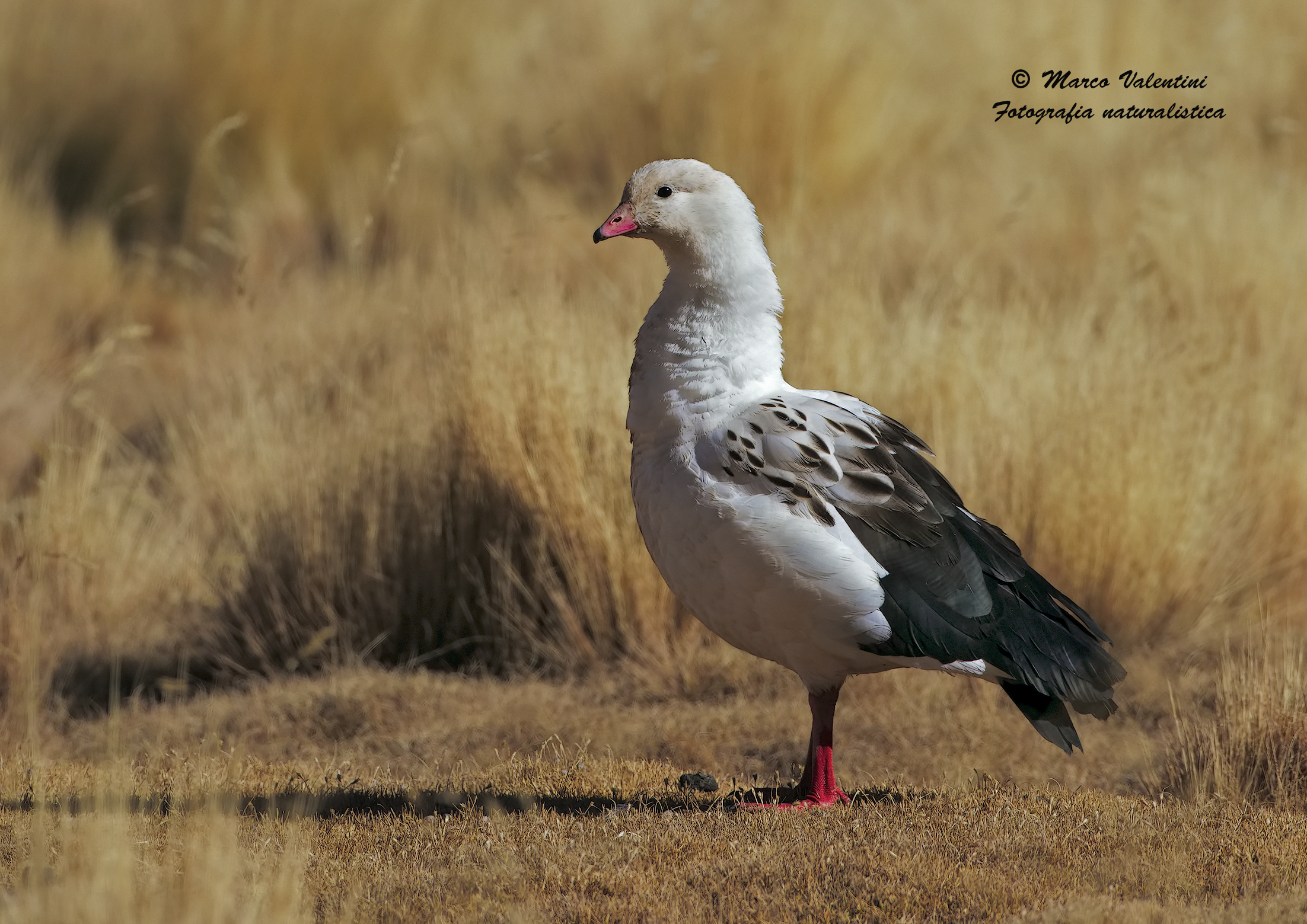Andean Goose