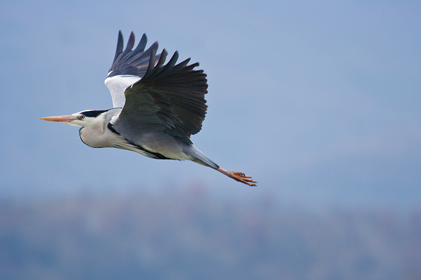 Cenerino sul lago Kerkìni