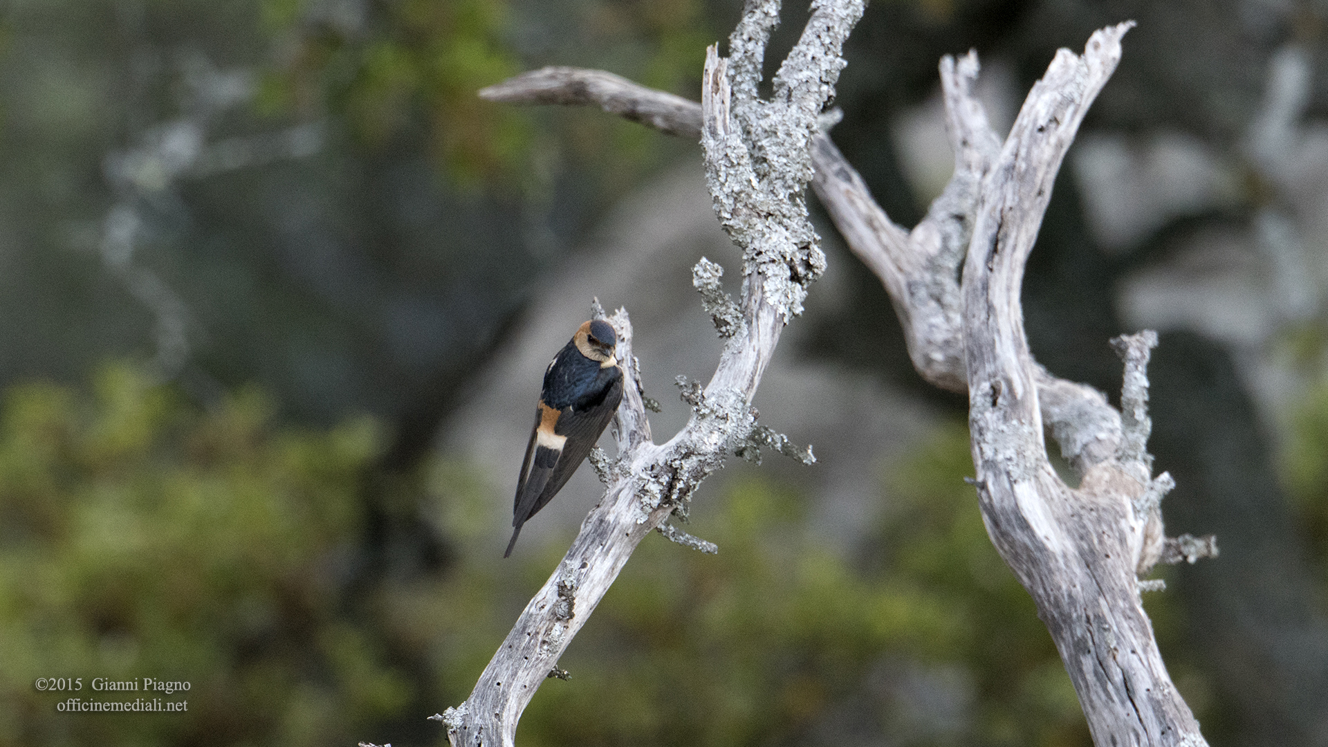 Red-rumped Swallow