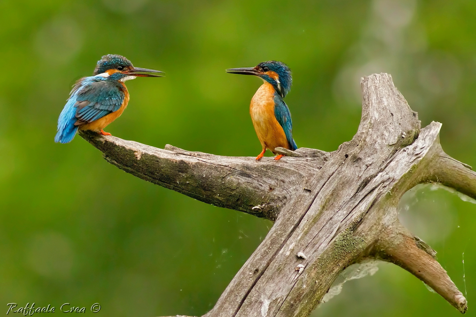 Martin Pescatore: Scaramucce amorose