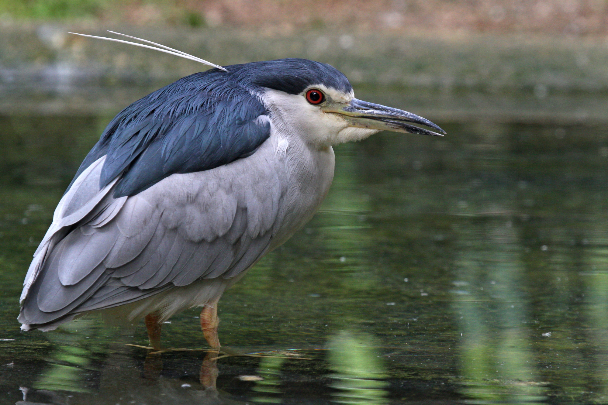 Night Heron