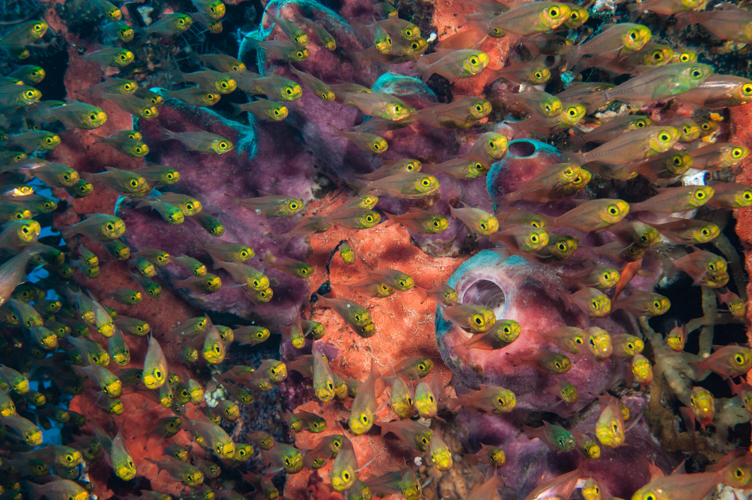 glass-fish impressionisti