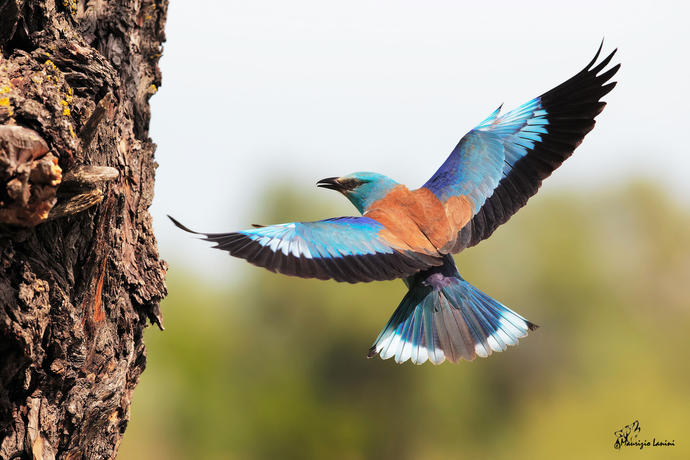 In arrivo 2 ( solo HD)