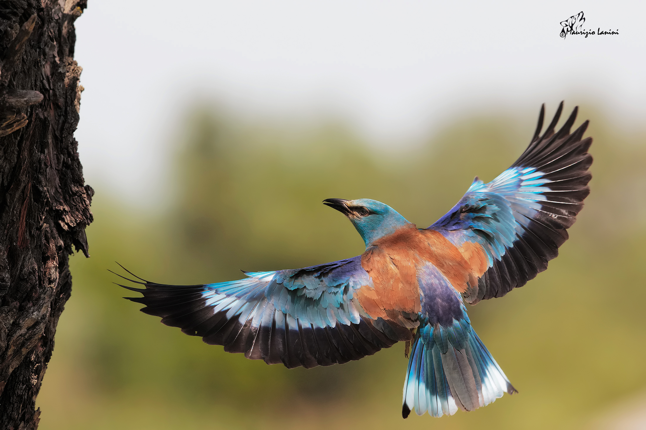 In arrivo  ( solo HD)