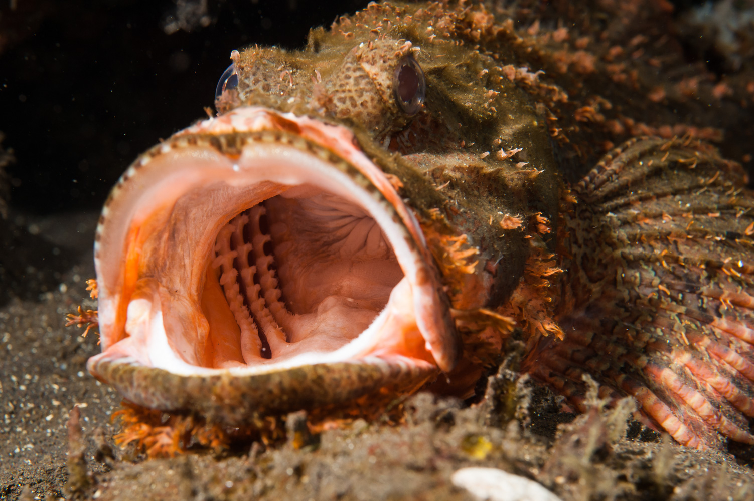 scorpaenopsis oxycephala