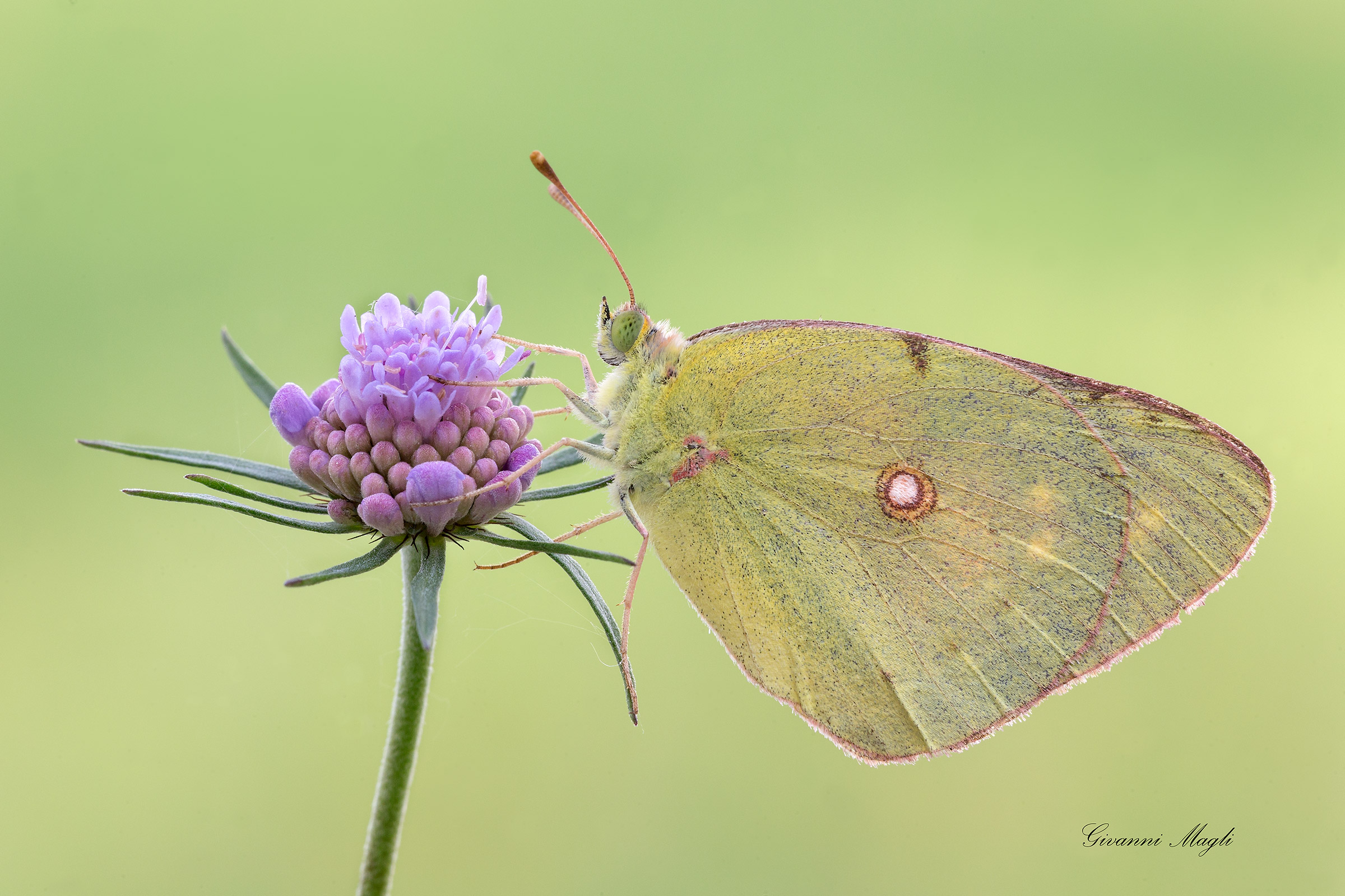 Colias Crocea