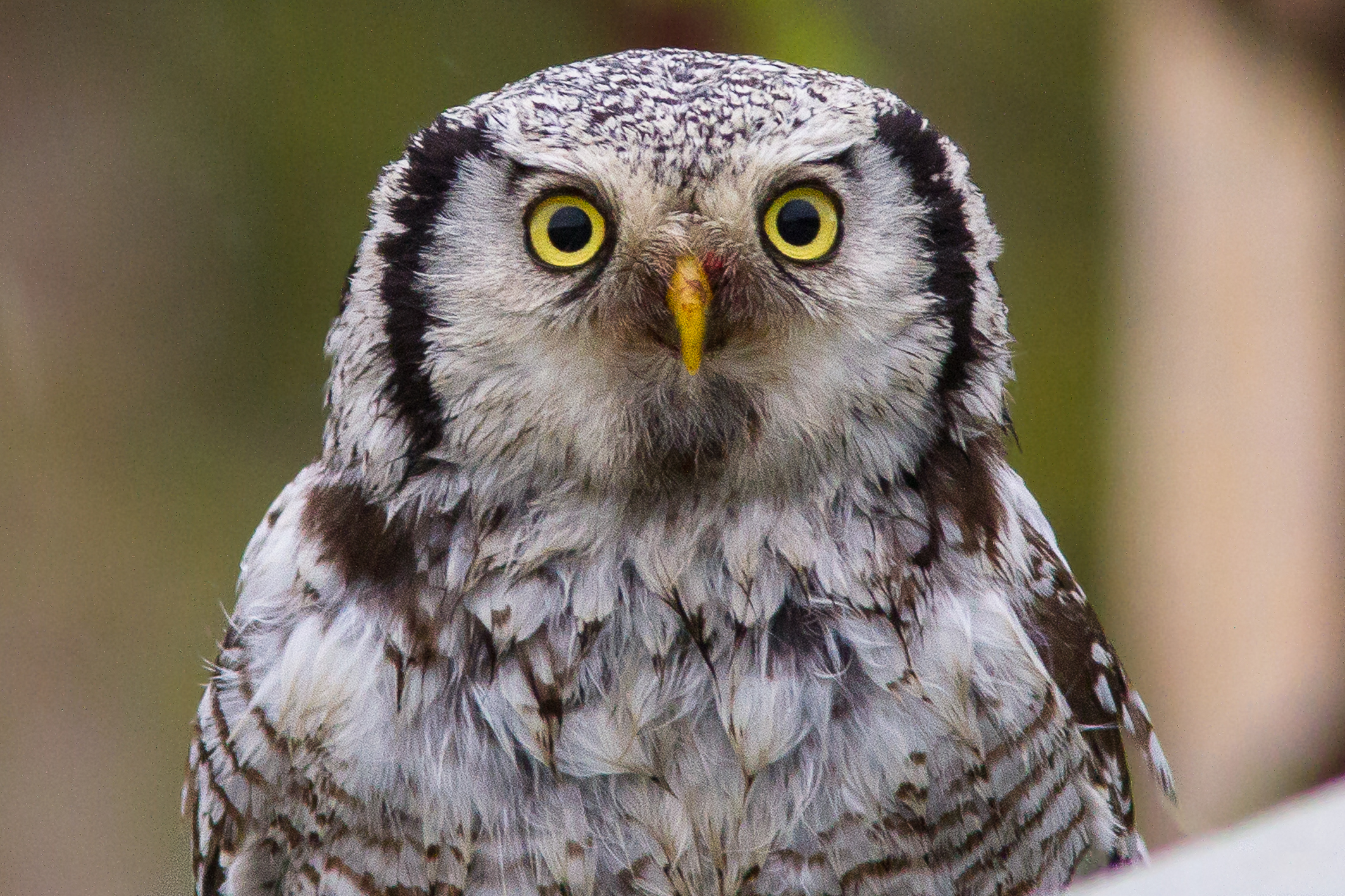 a me gli occhi, ulula!