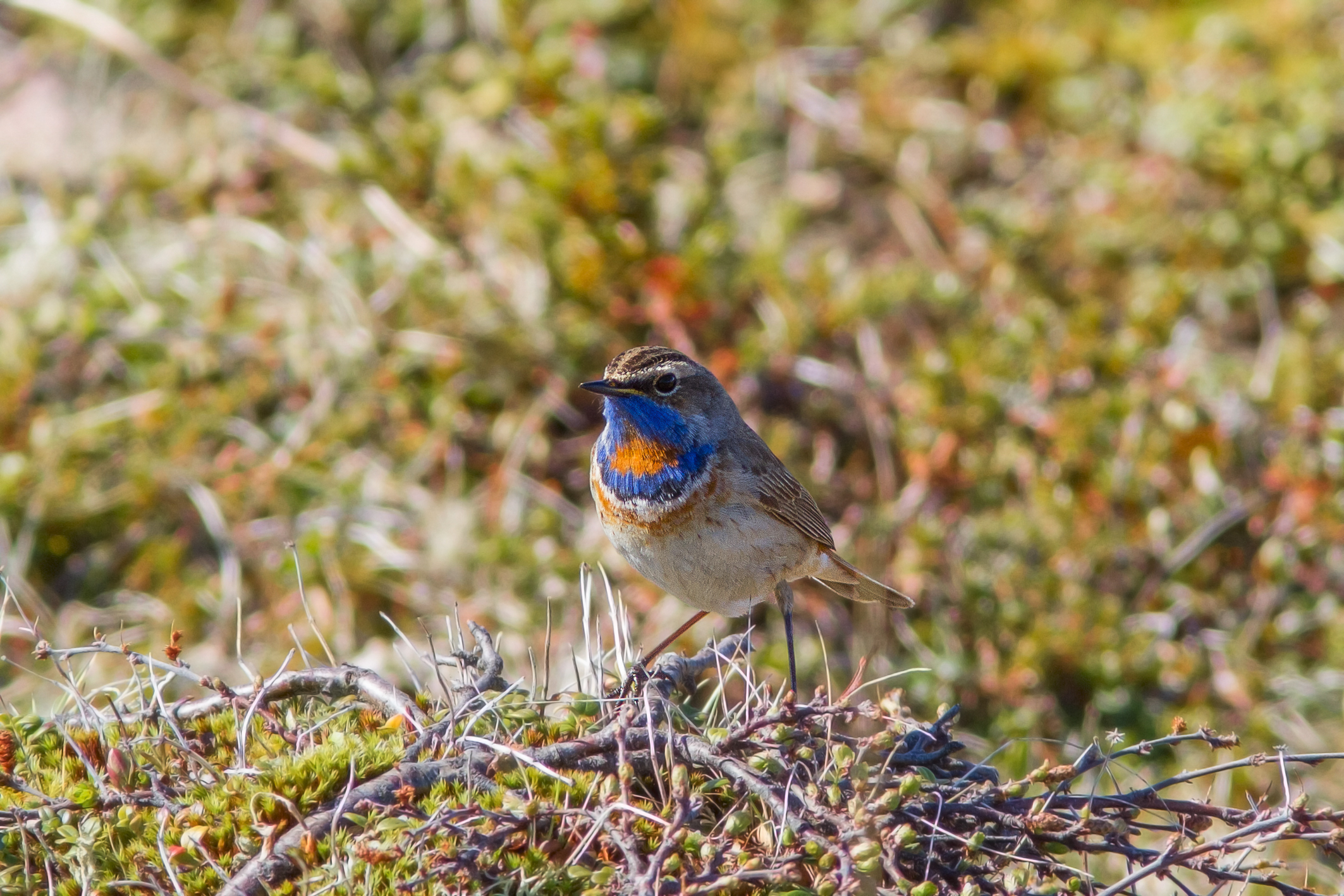 pettazzurro orientale