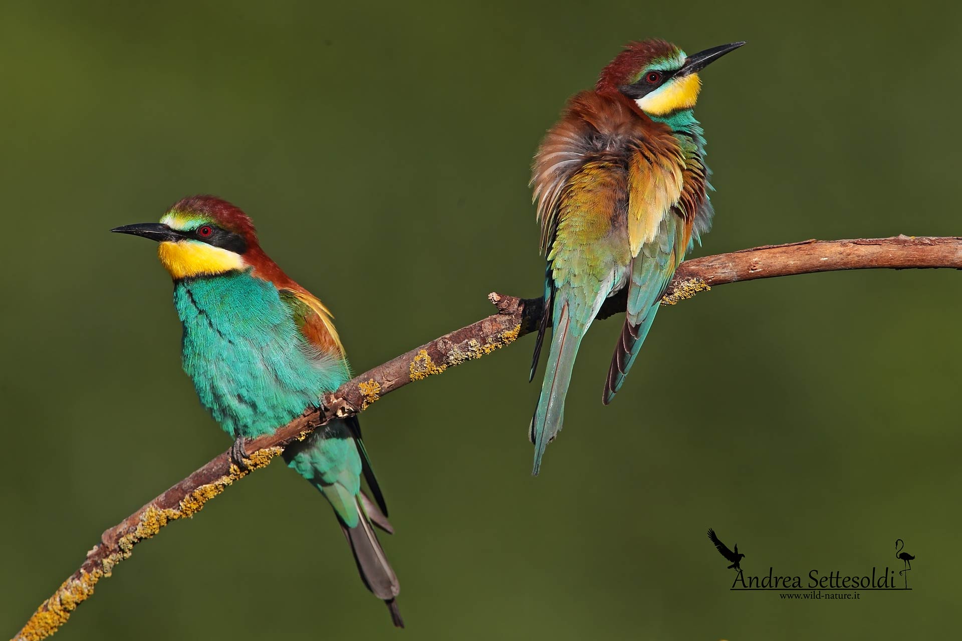 Pair of bee-eaters
