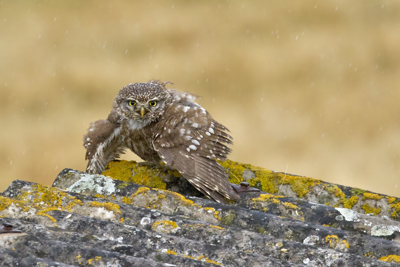 Civettina under water