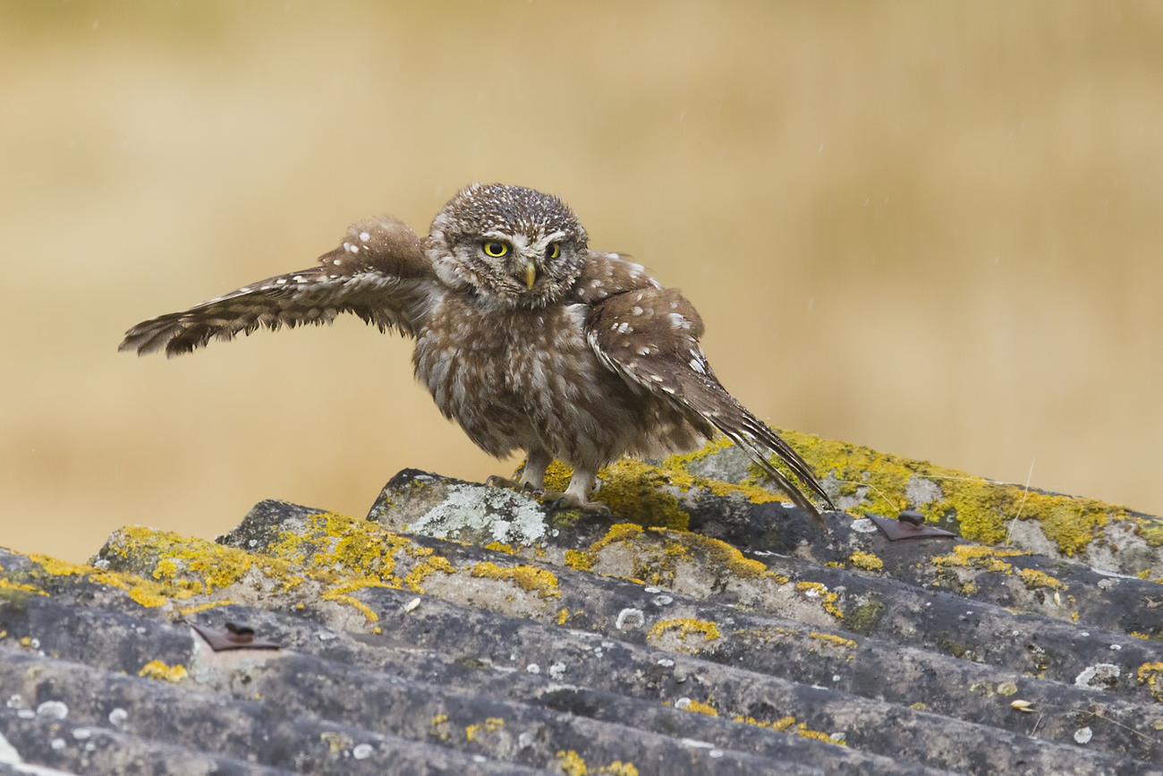 Civettina under water