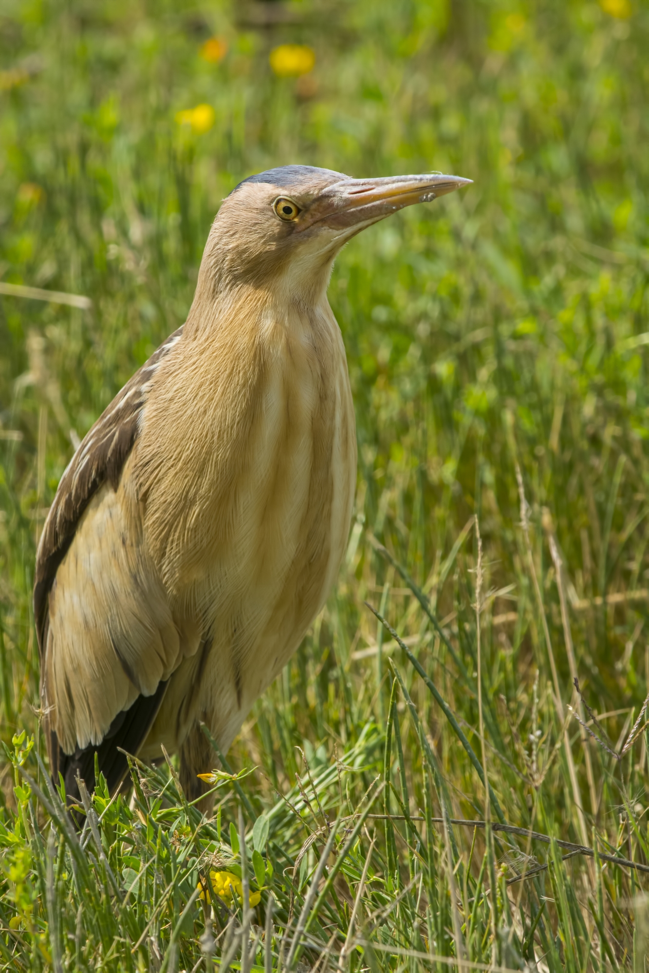 Bittern