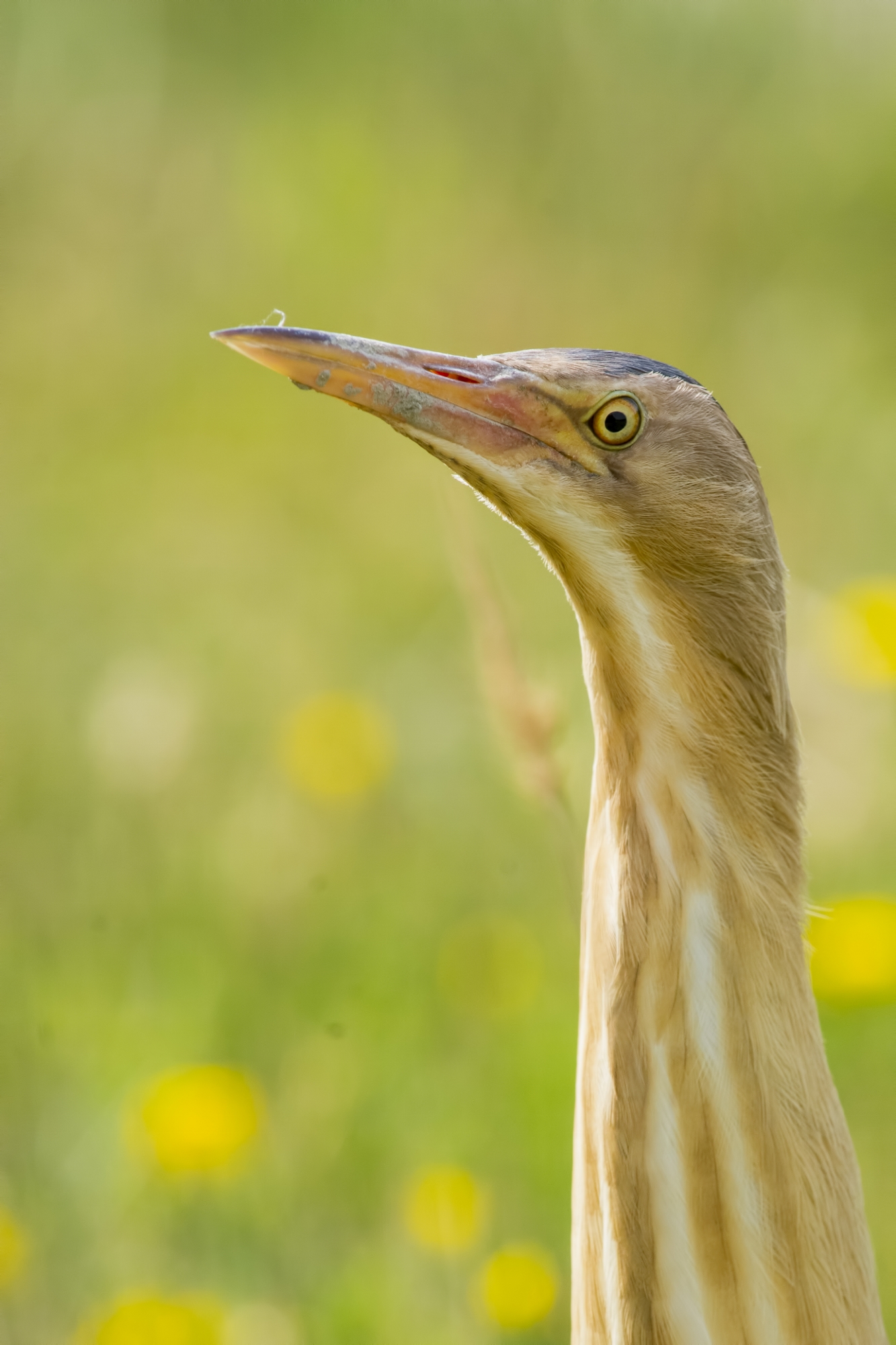 Bittern