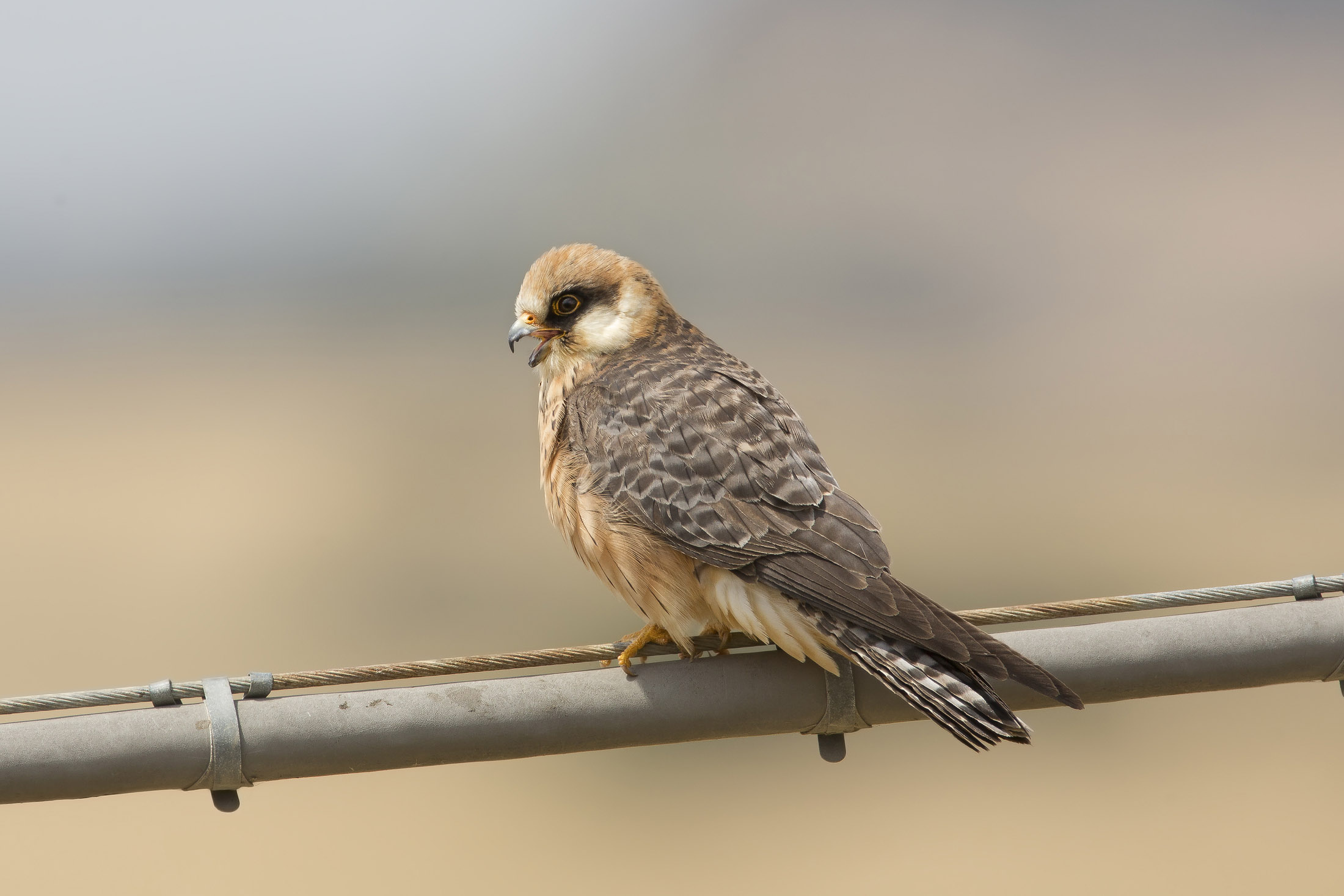 falco cuculo(falco vespertinus)