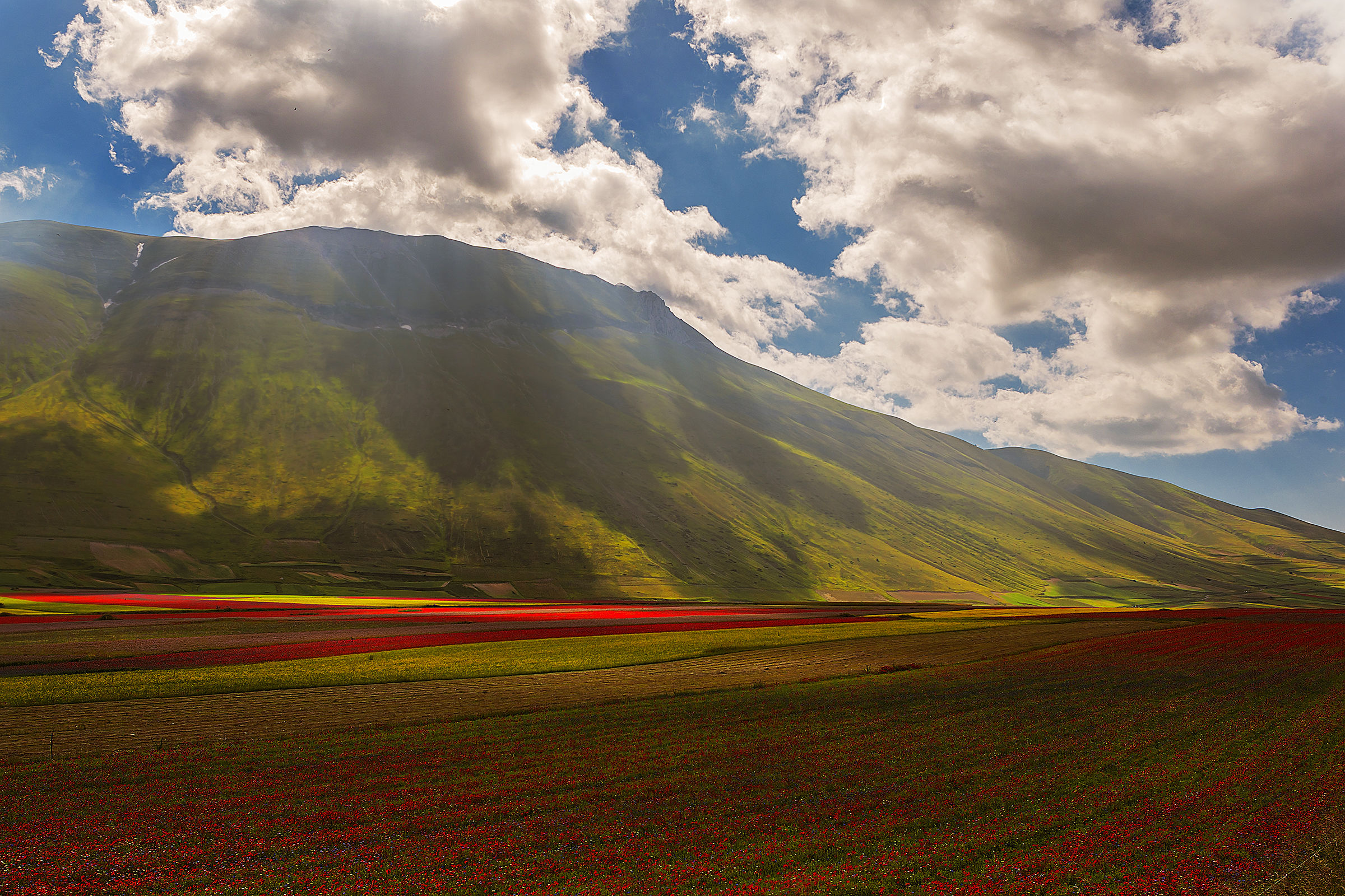 You know that poppies ...