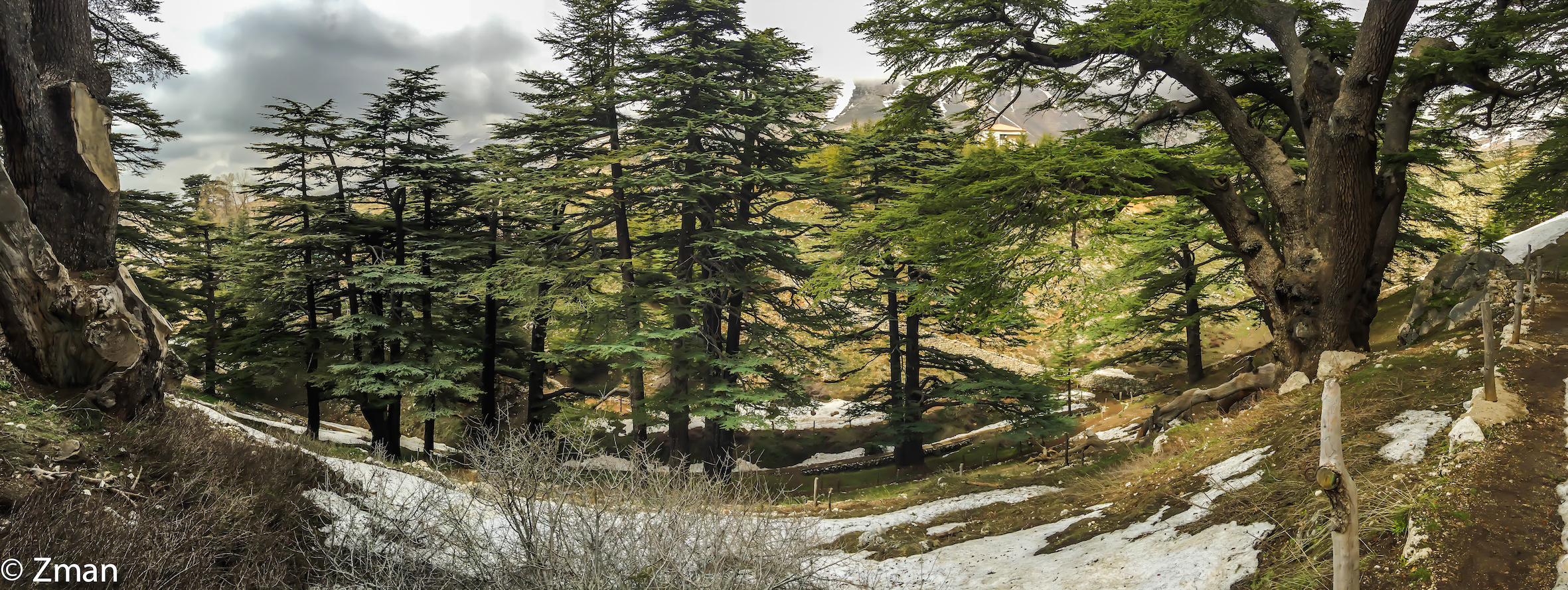 The Cedars