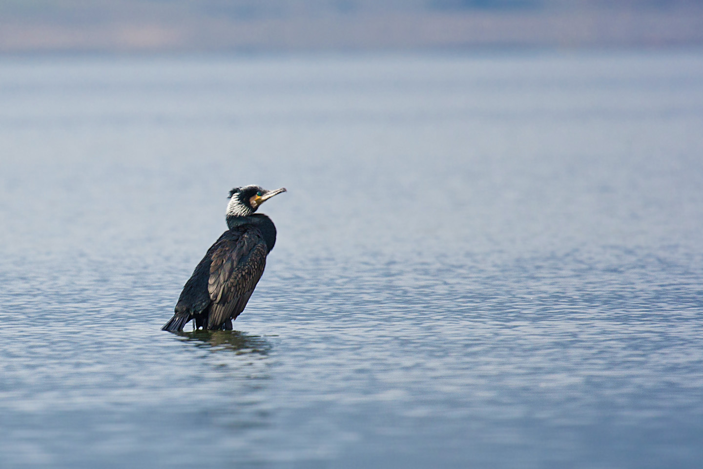 Cormorano
