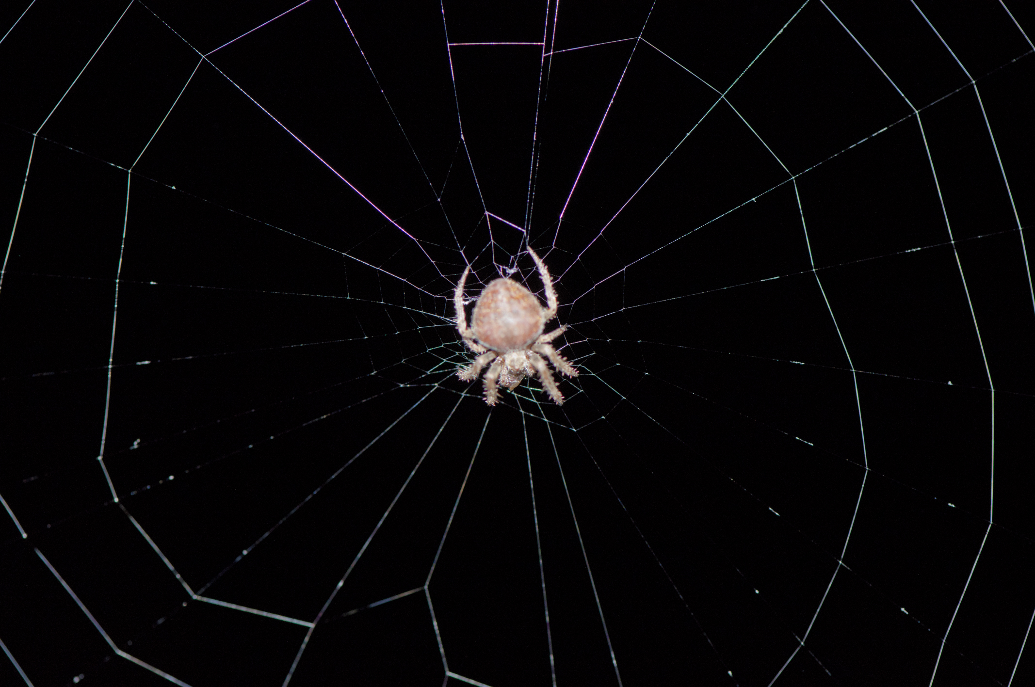 Spider Macro and Flora