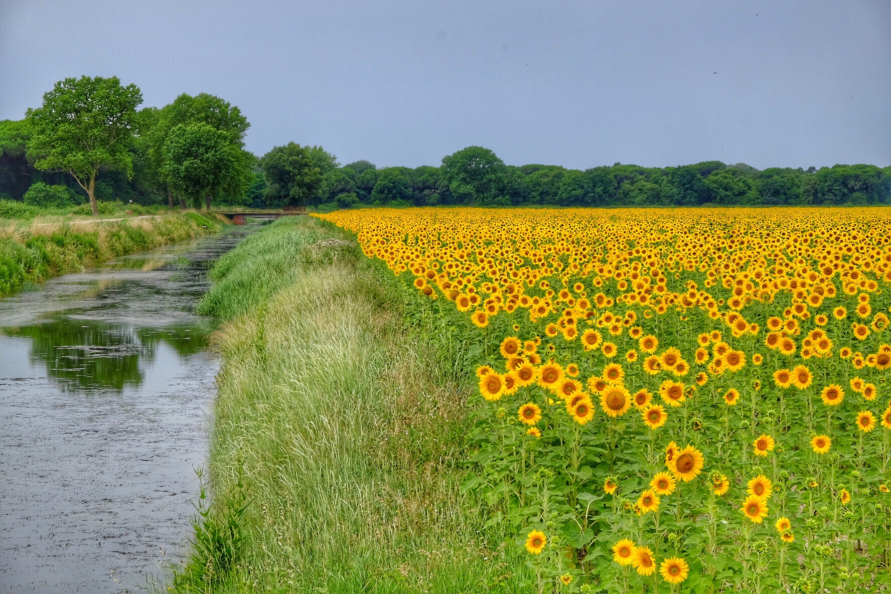 Field of Sunflowers