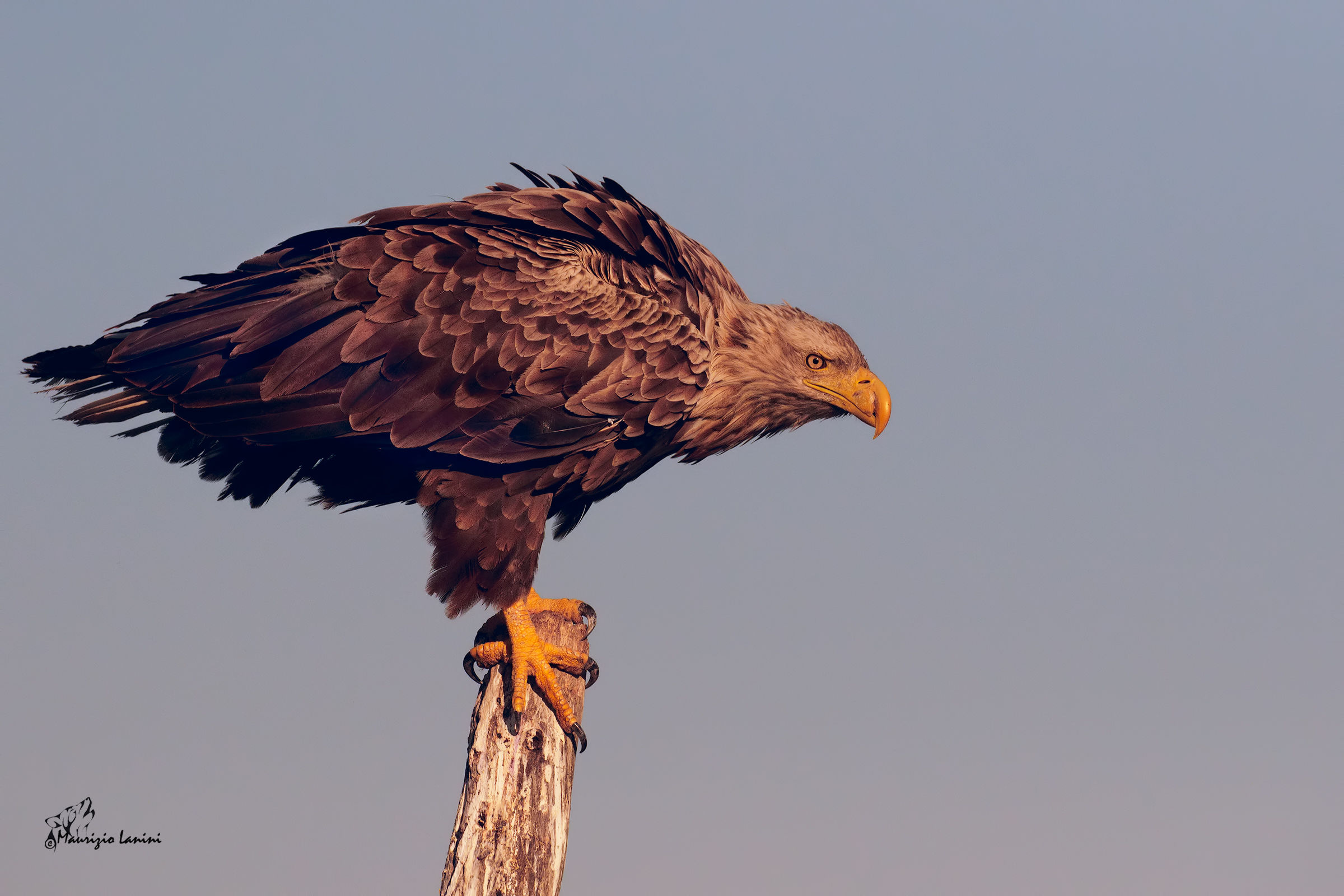 Aquila di mare ( HD)