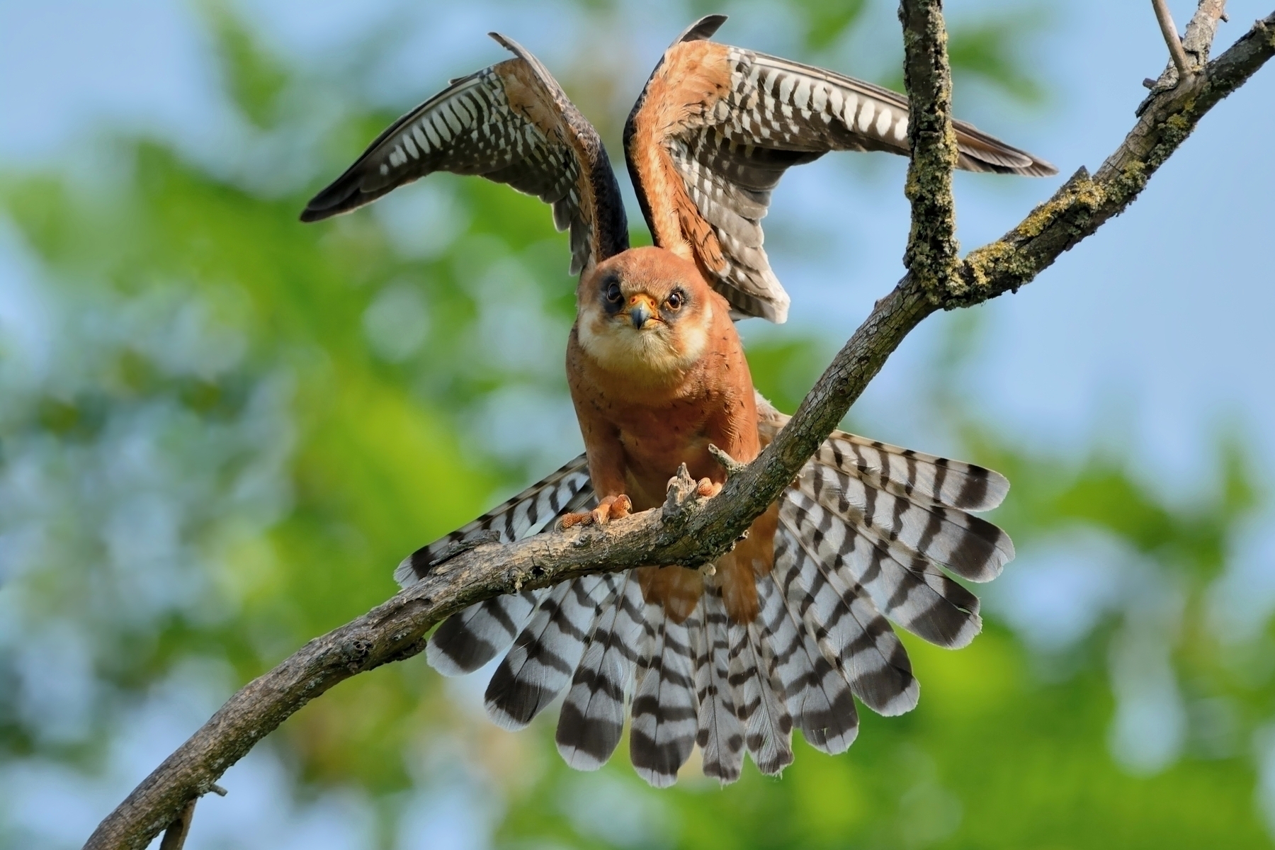 Red-footed falcon female.