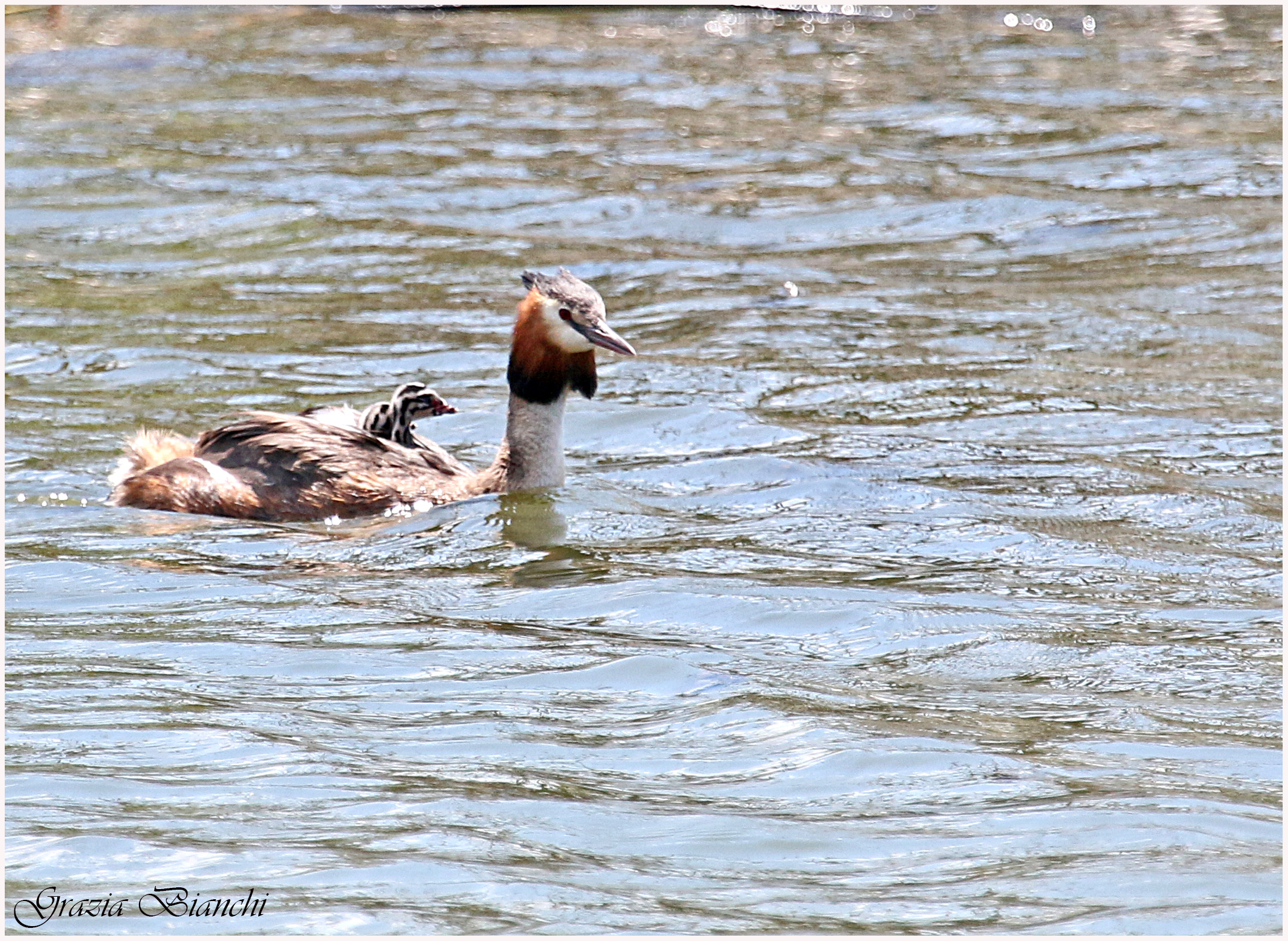 Mamma svasso con piccoli a bordo - Oasi La Valle - Lago