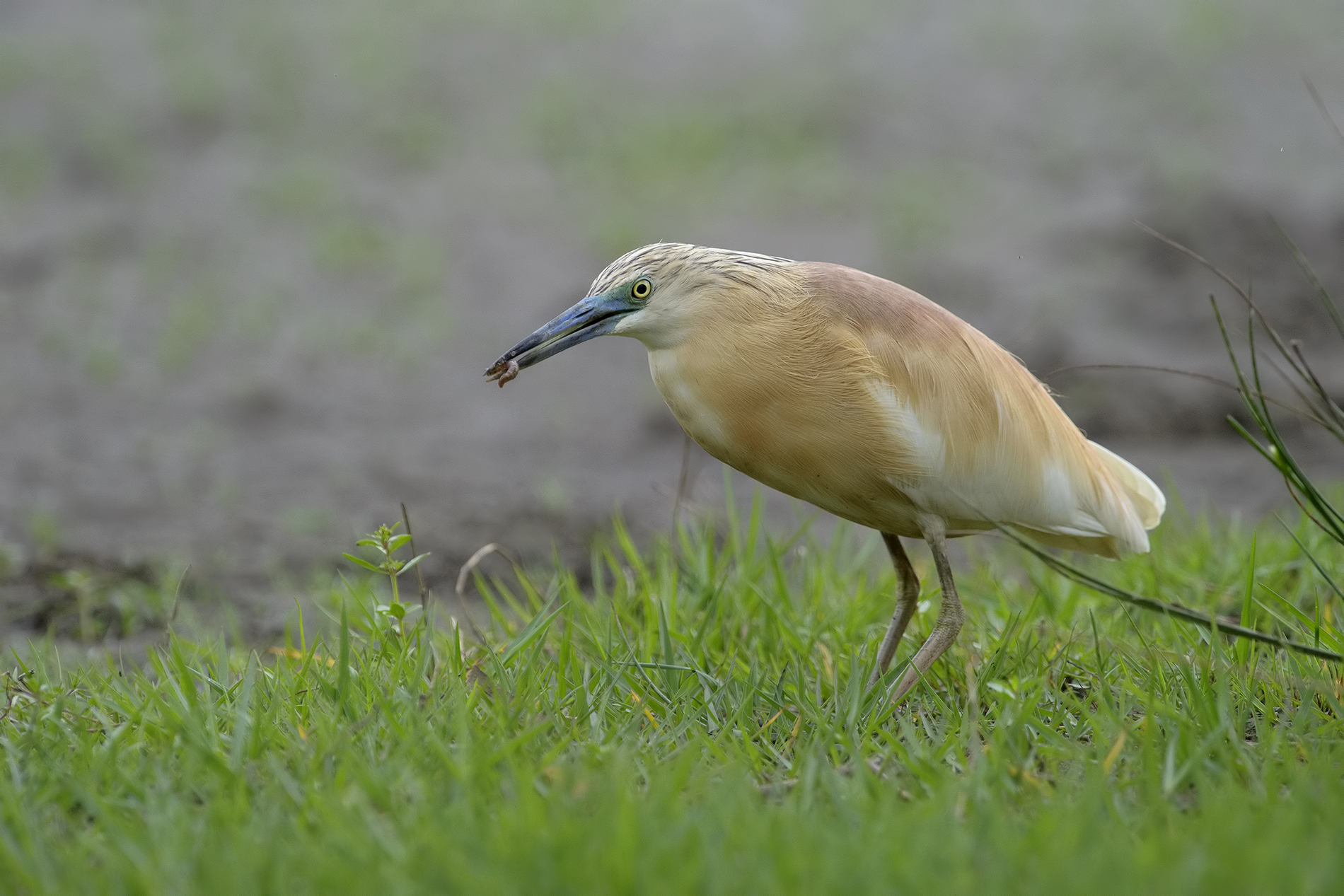 sgarza con piccola preda