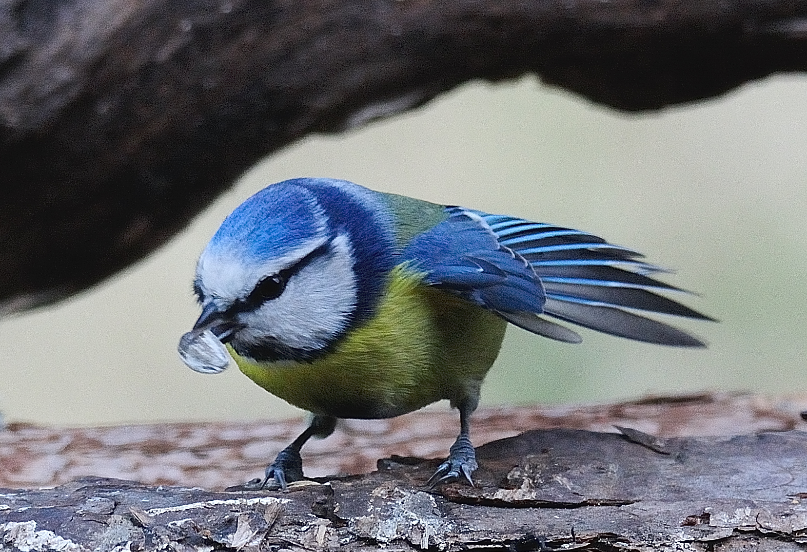 Cyanistes caeruleus