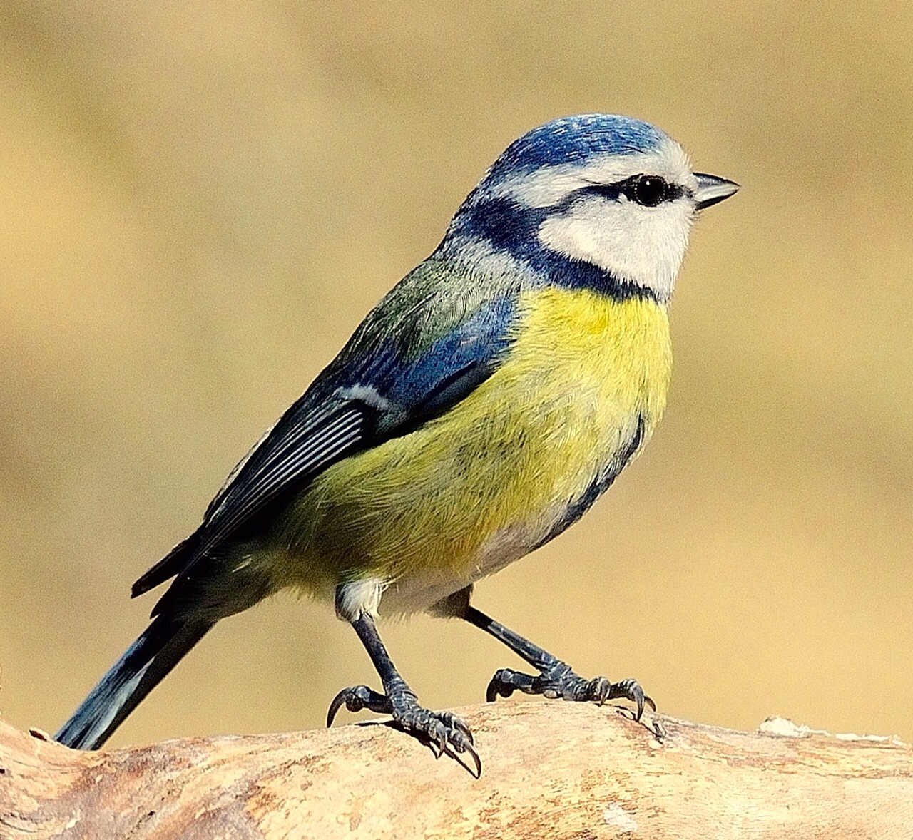 Cyanistes caeruleus