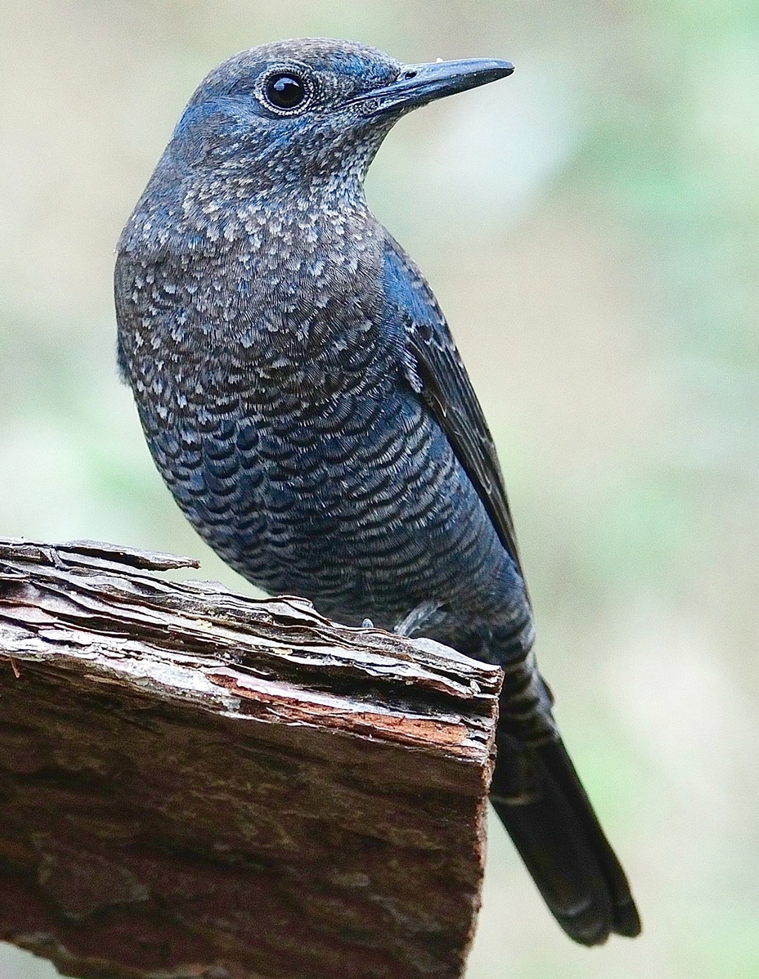 Monticola solitarius