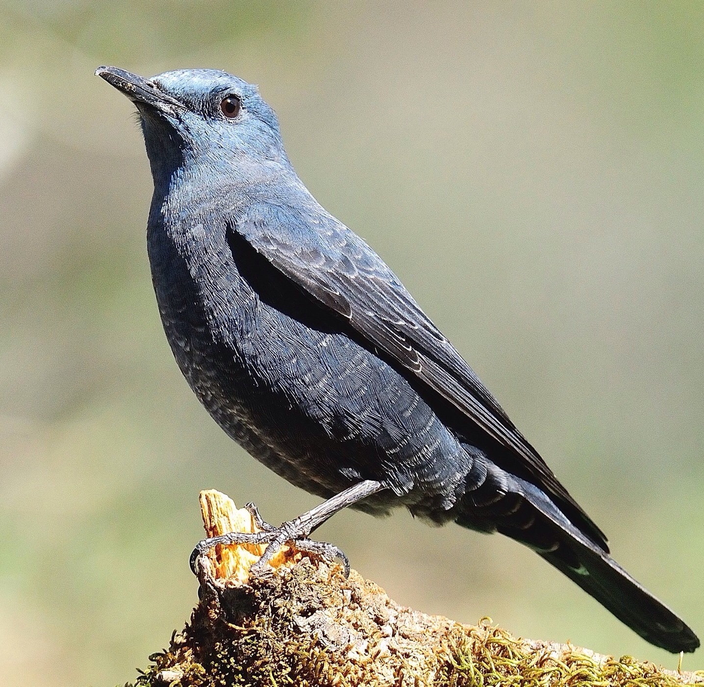 Monticola solitarius