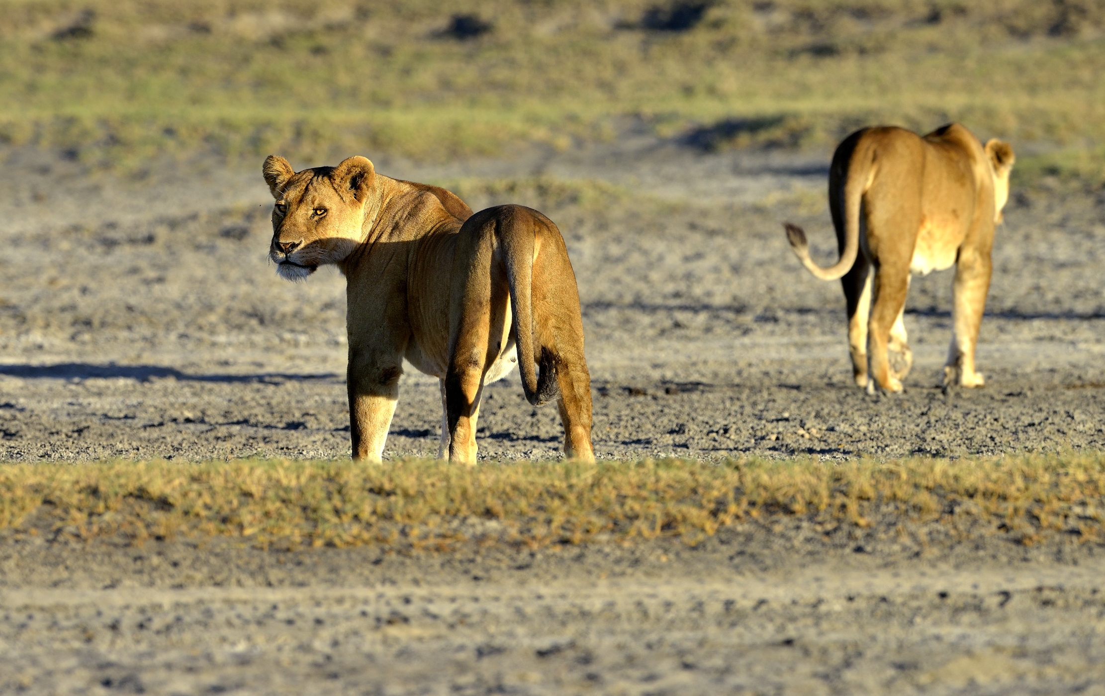 Tanzania 2015 - Sguardo