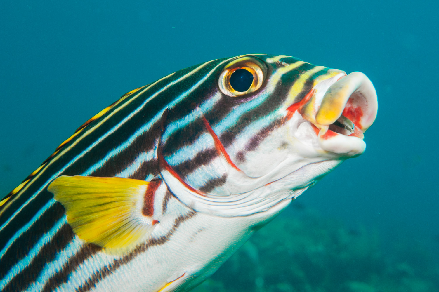 Plectorhinchus vittatus
