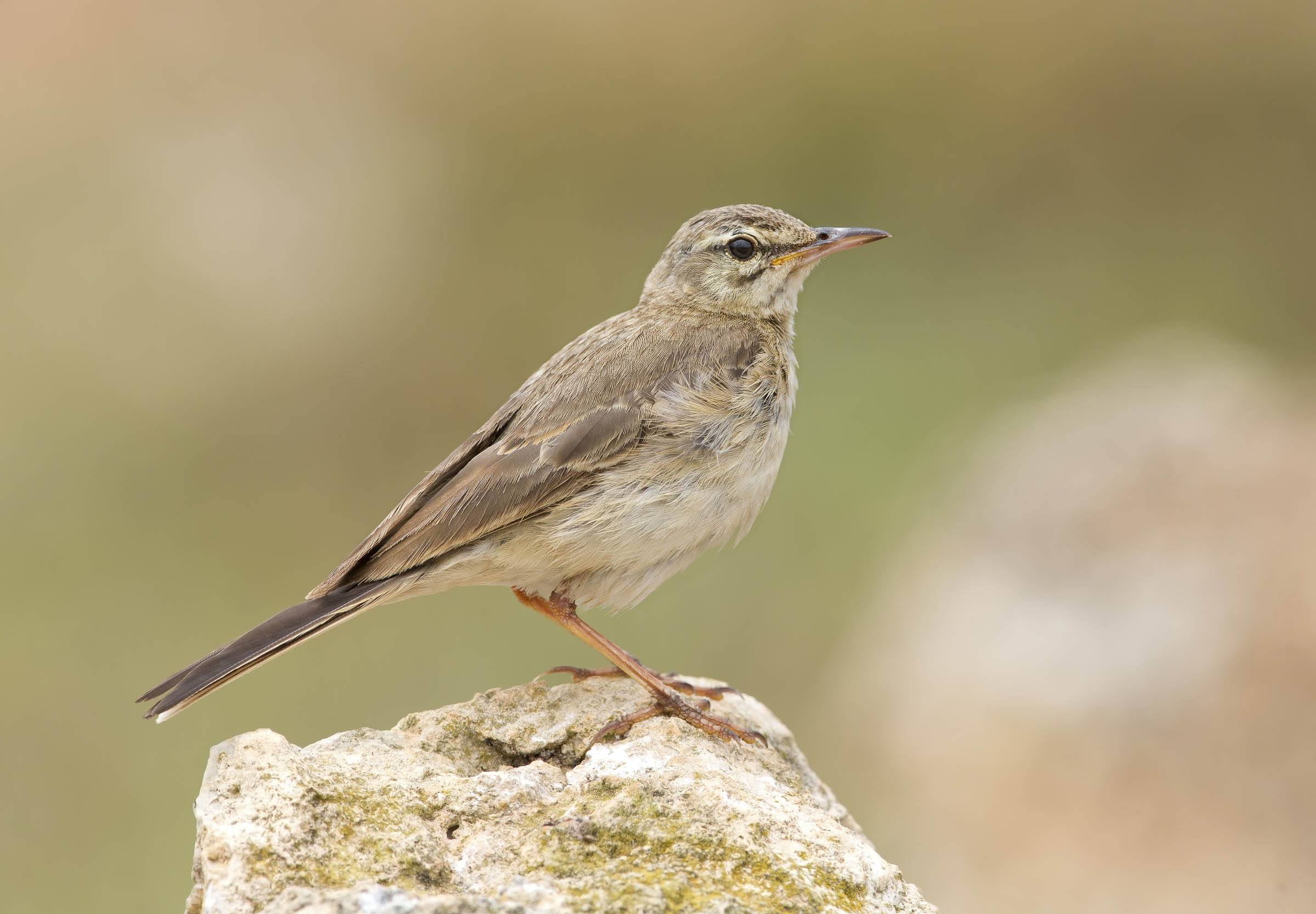 calandro (anthus campestris)