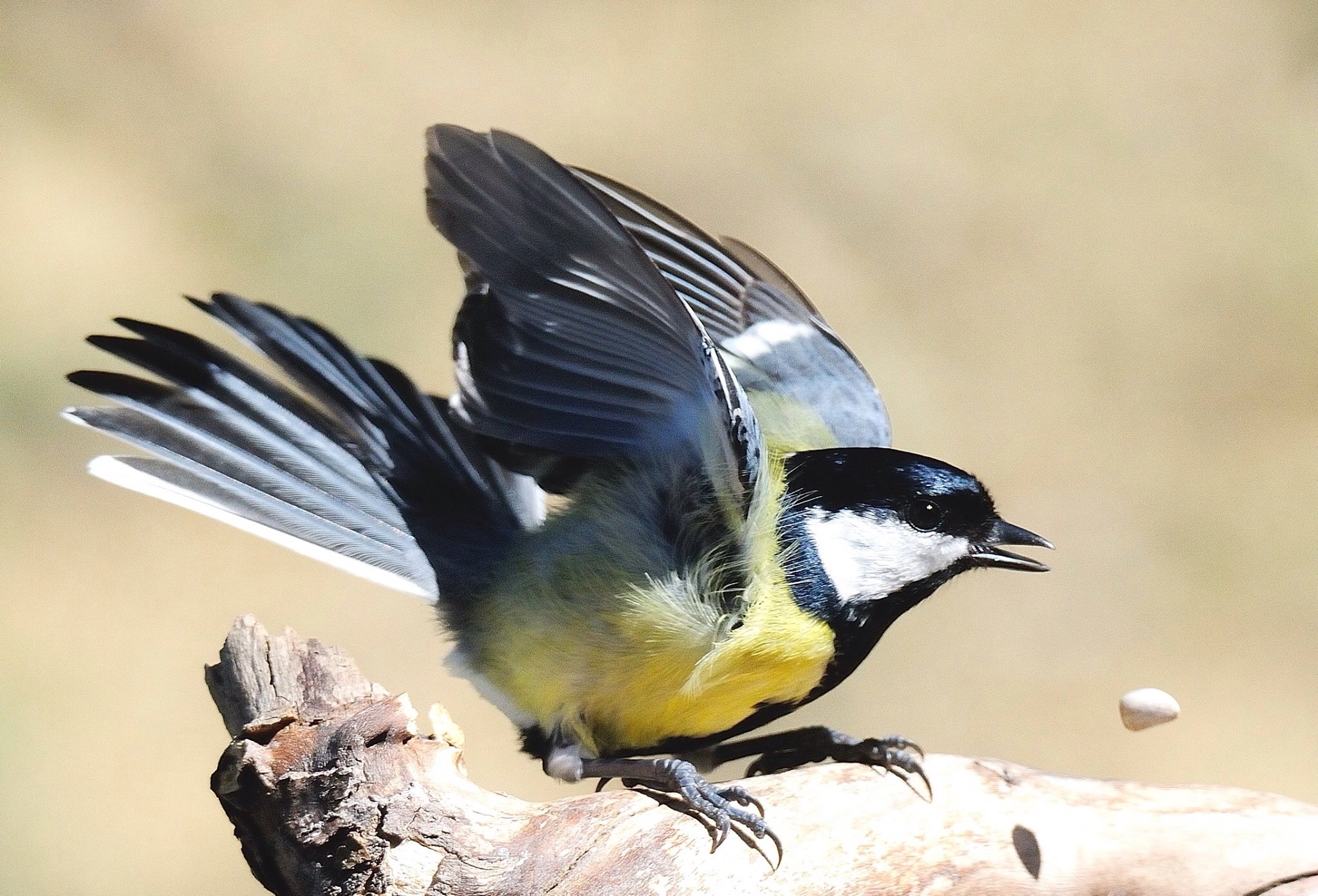 Parus major