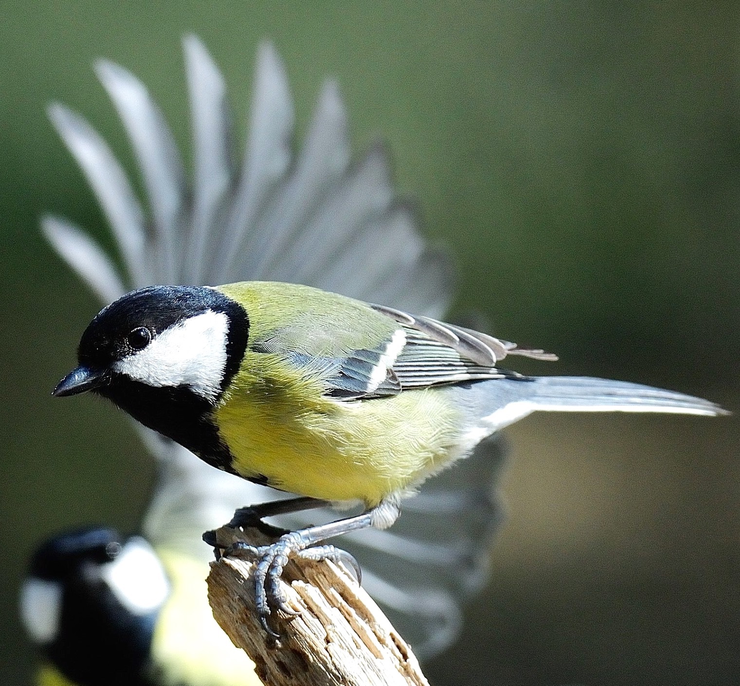 Parus major