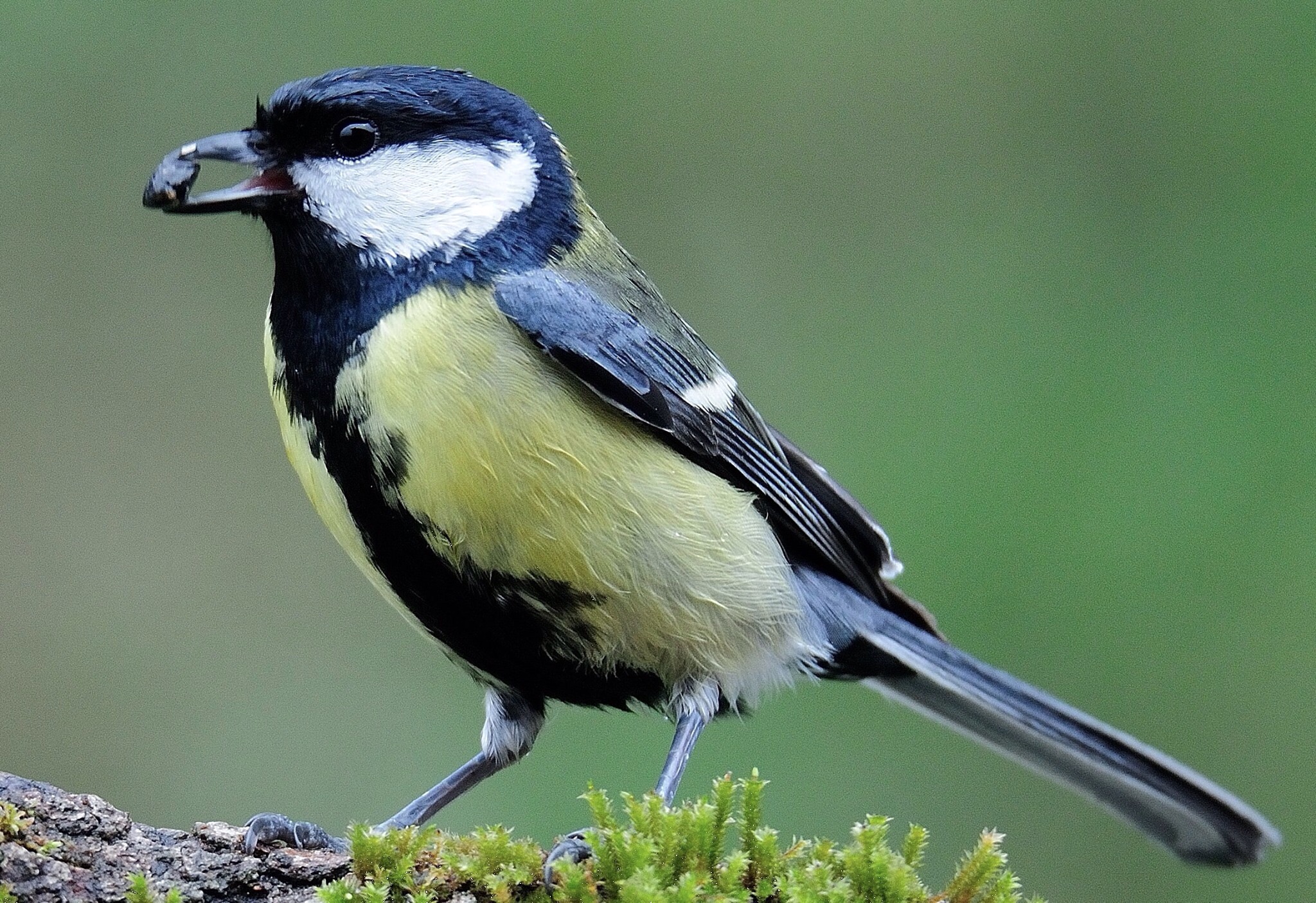Parus major