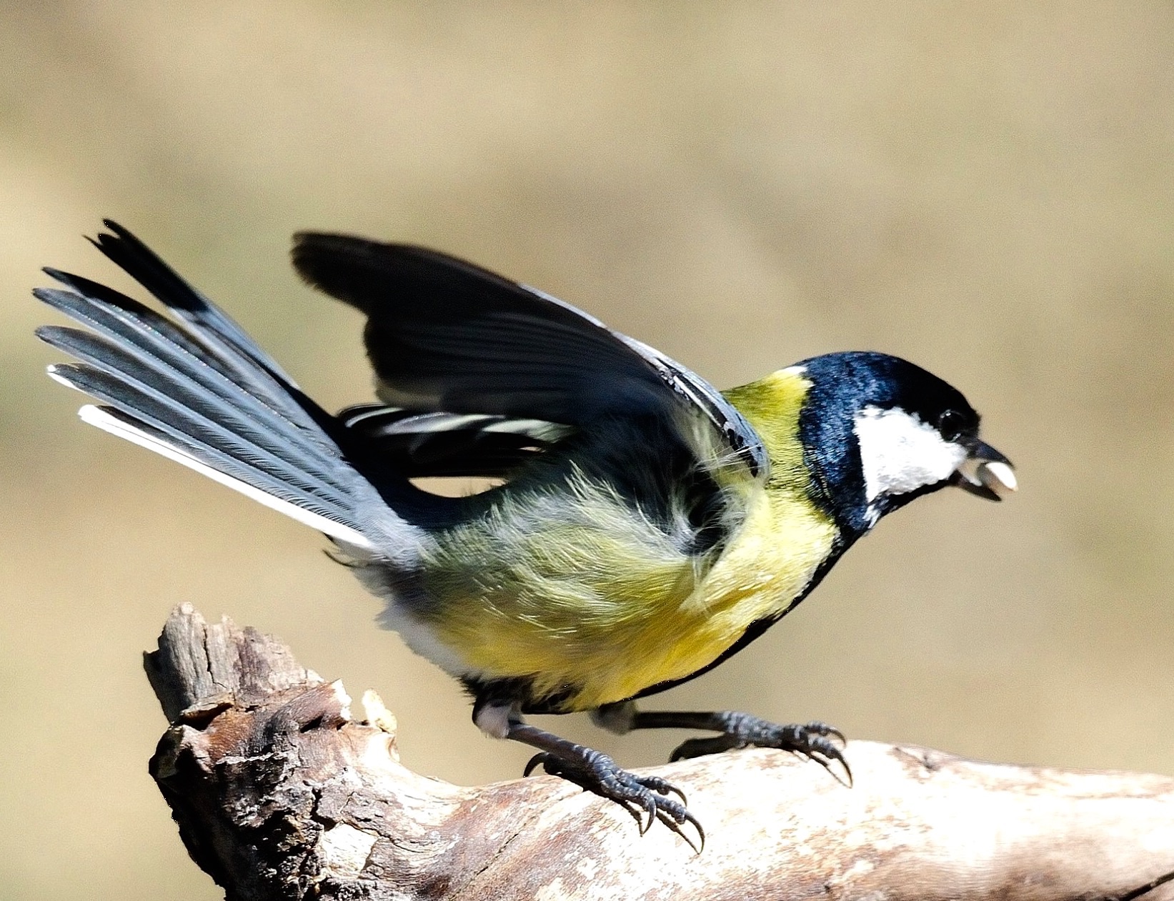 Parus major