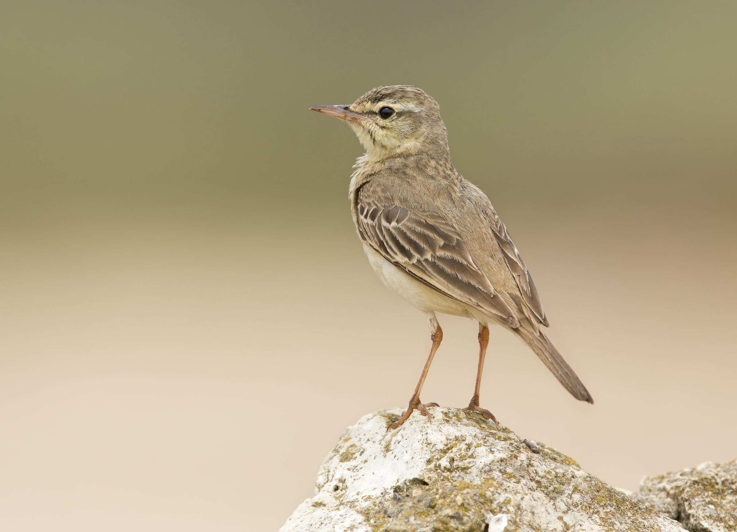 calandro (anthus campestris)